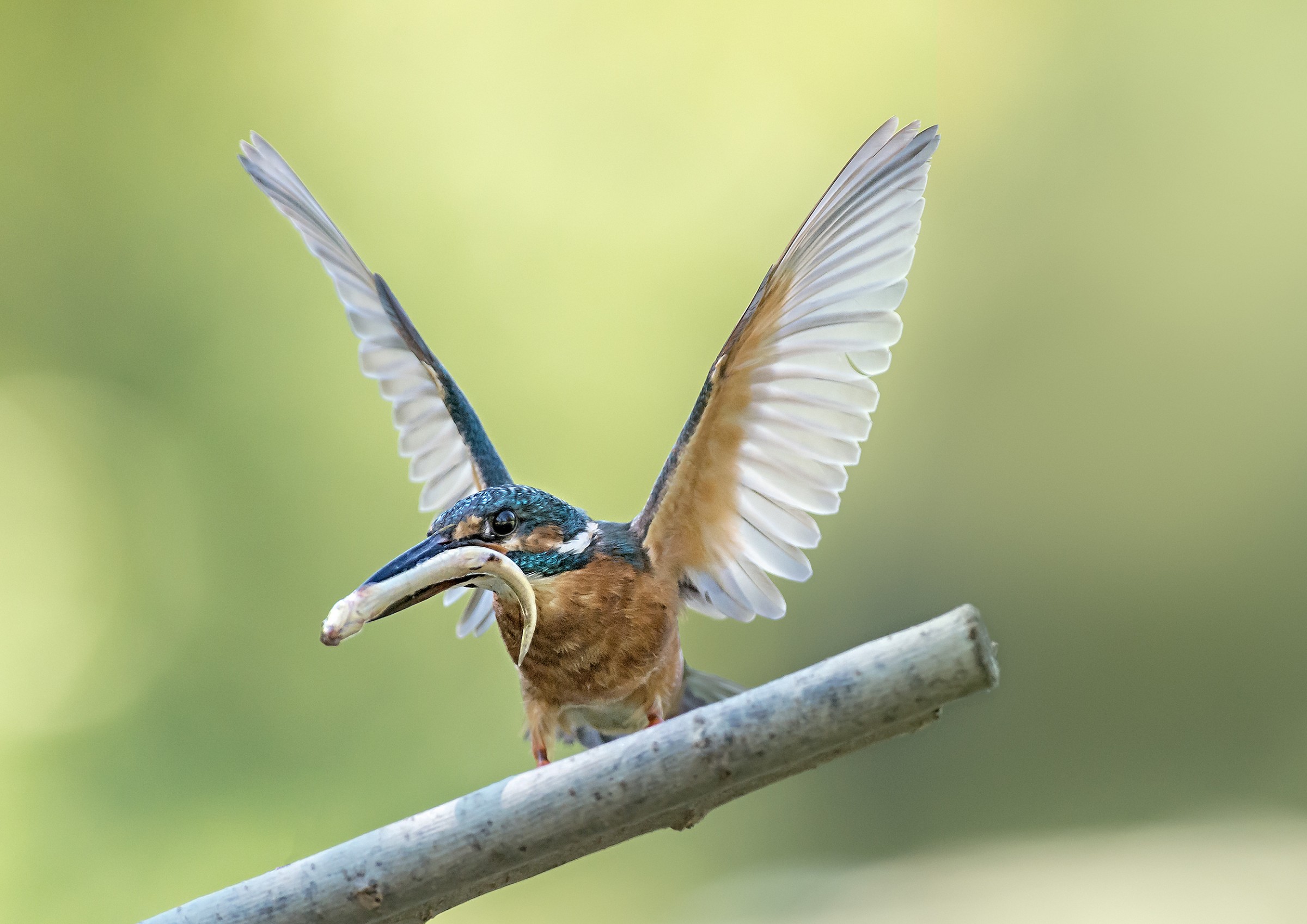 the legend of the Fisher King