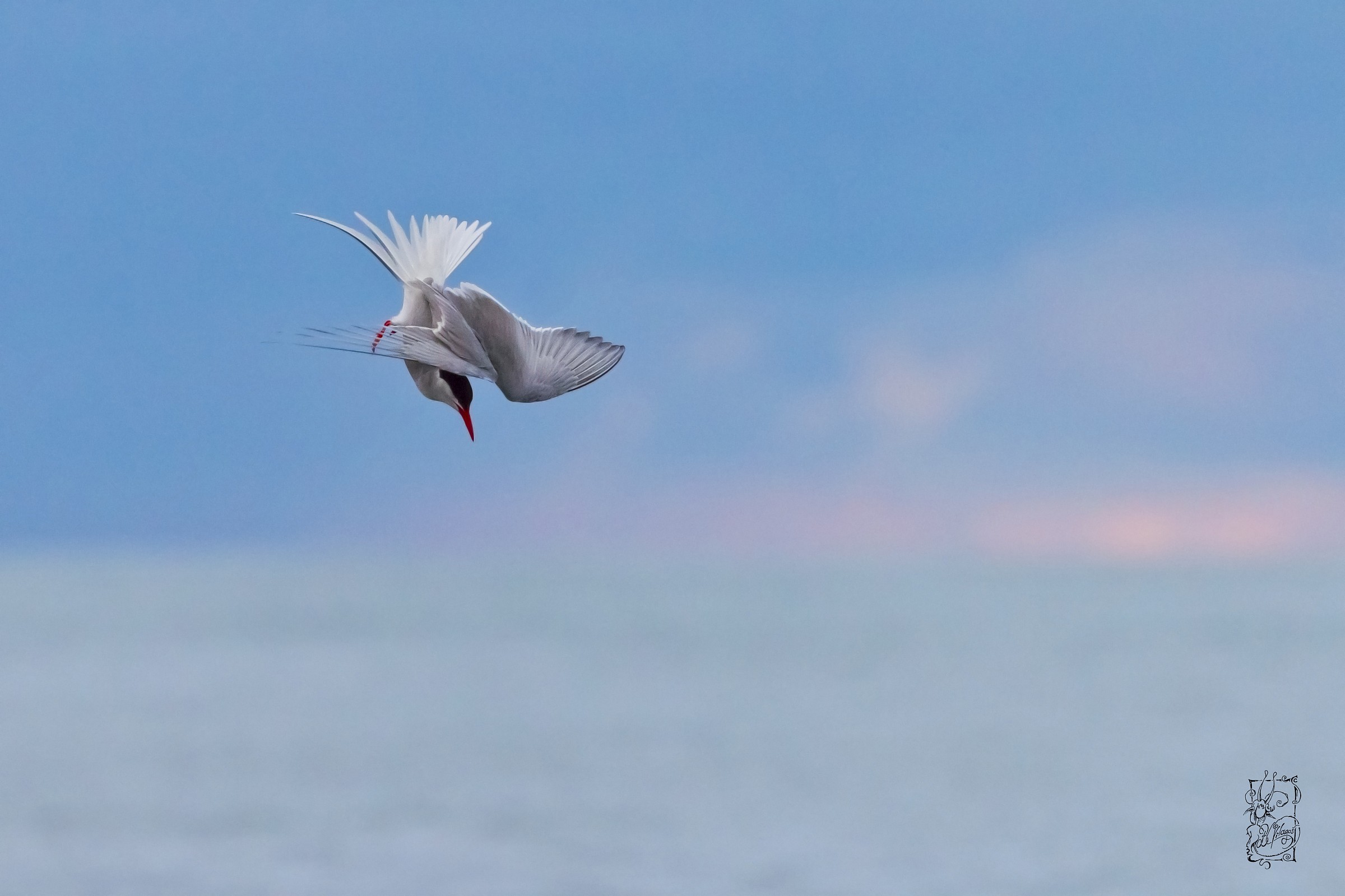 Attacchi Sterna artica