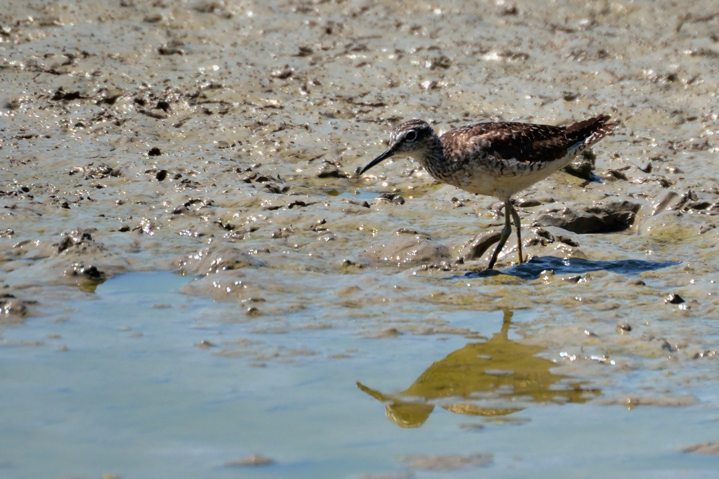 Sandpiper