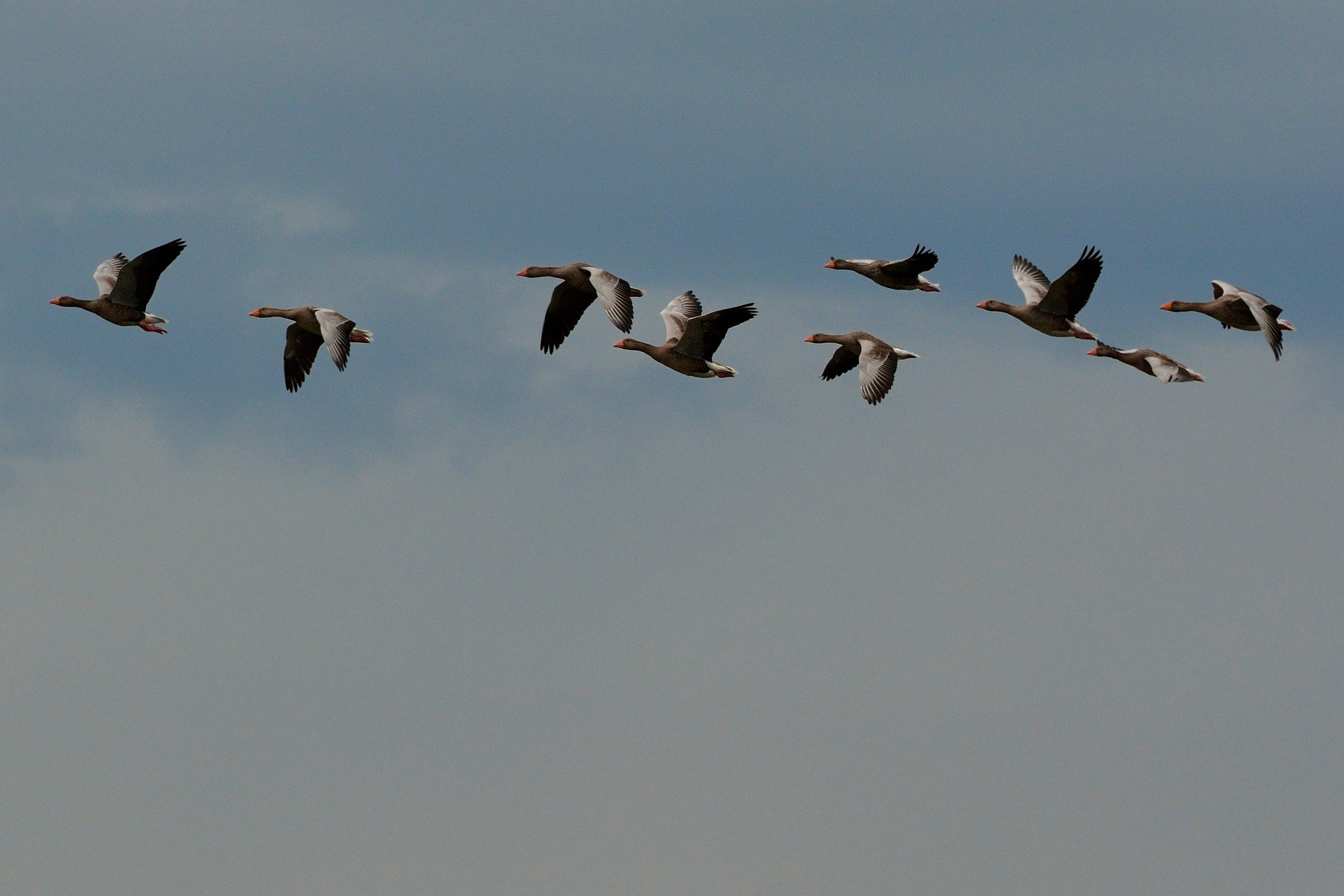 Wild geese in flight