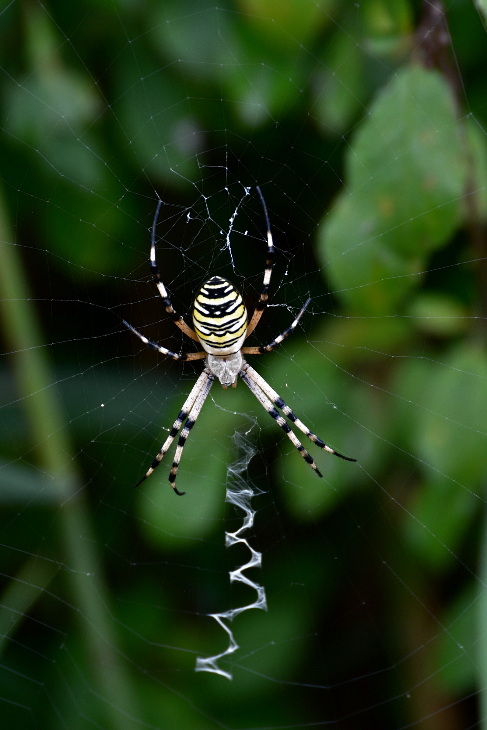 Wasp Spider