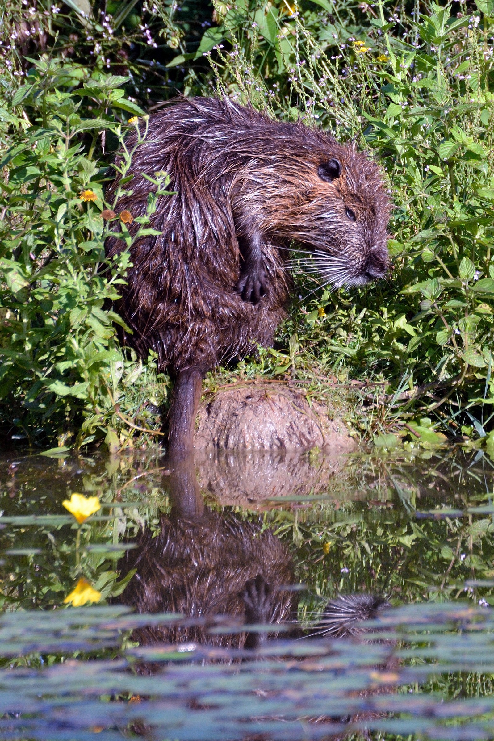 Nutria