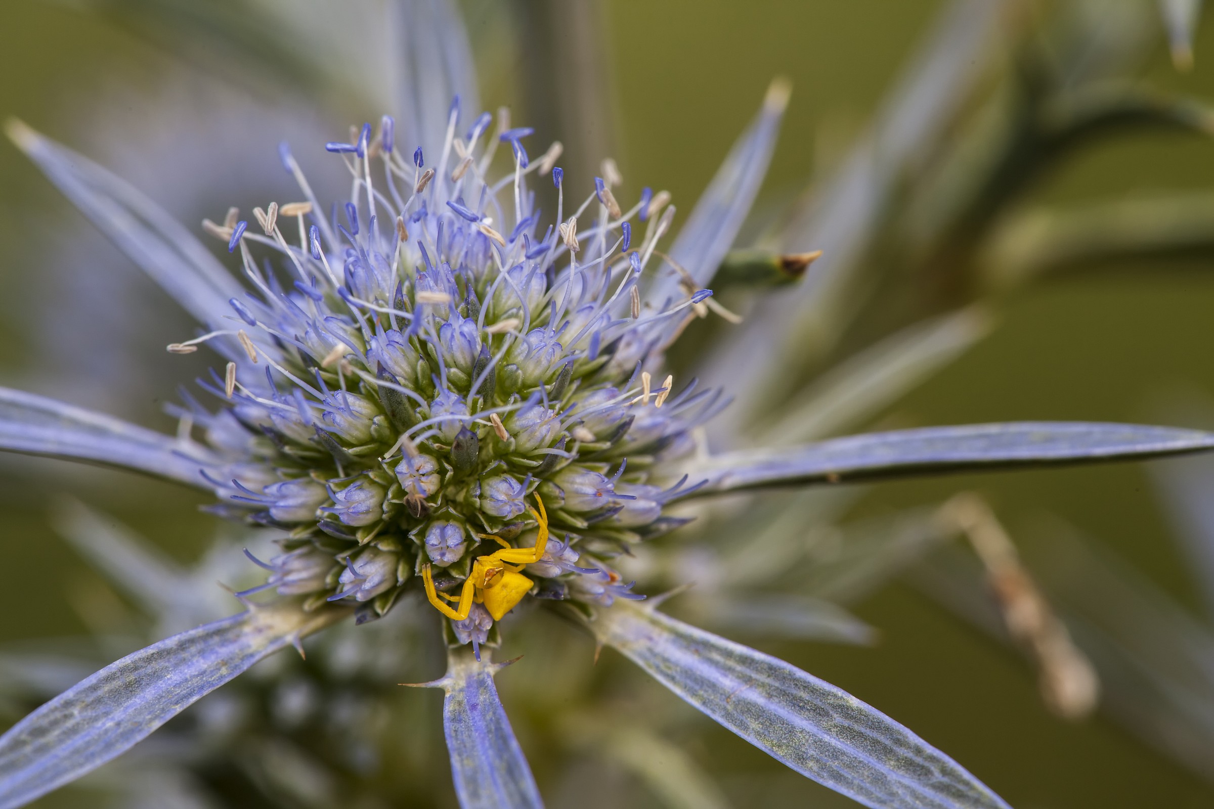 piccolo predatore giallo
