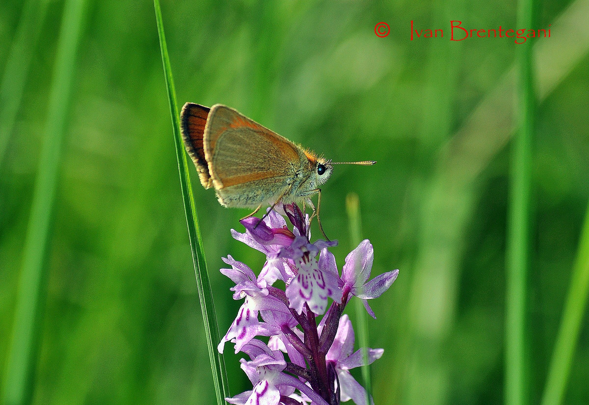 Dolce farfallina..........incommensurabilmente bella