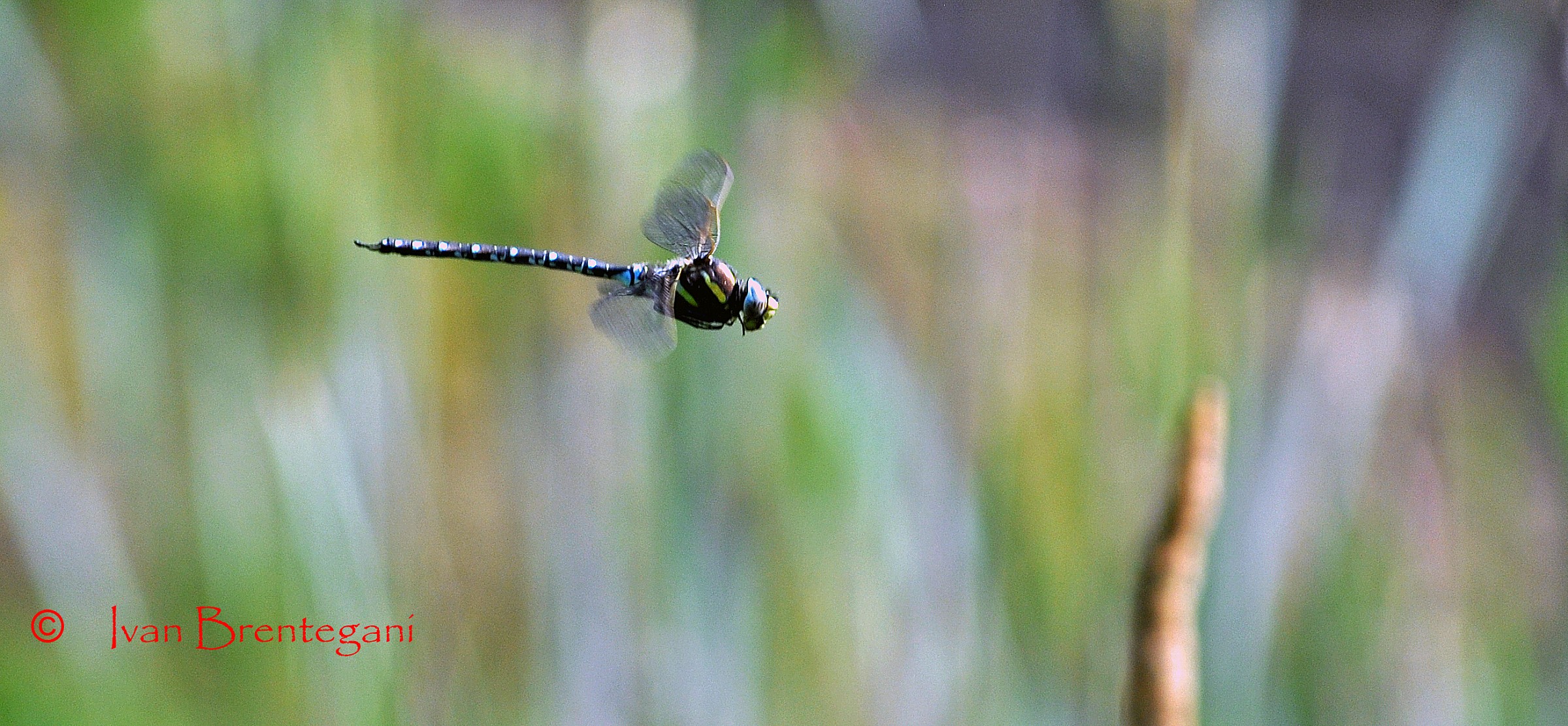 Dragonfly