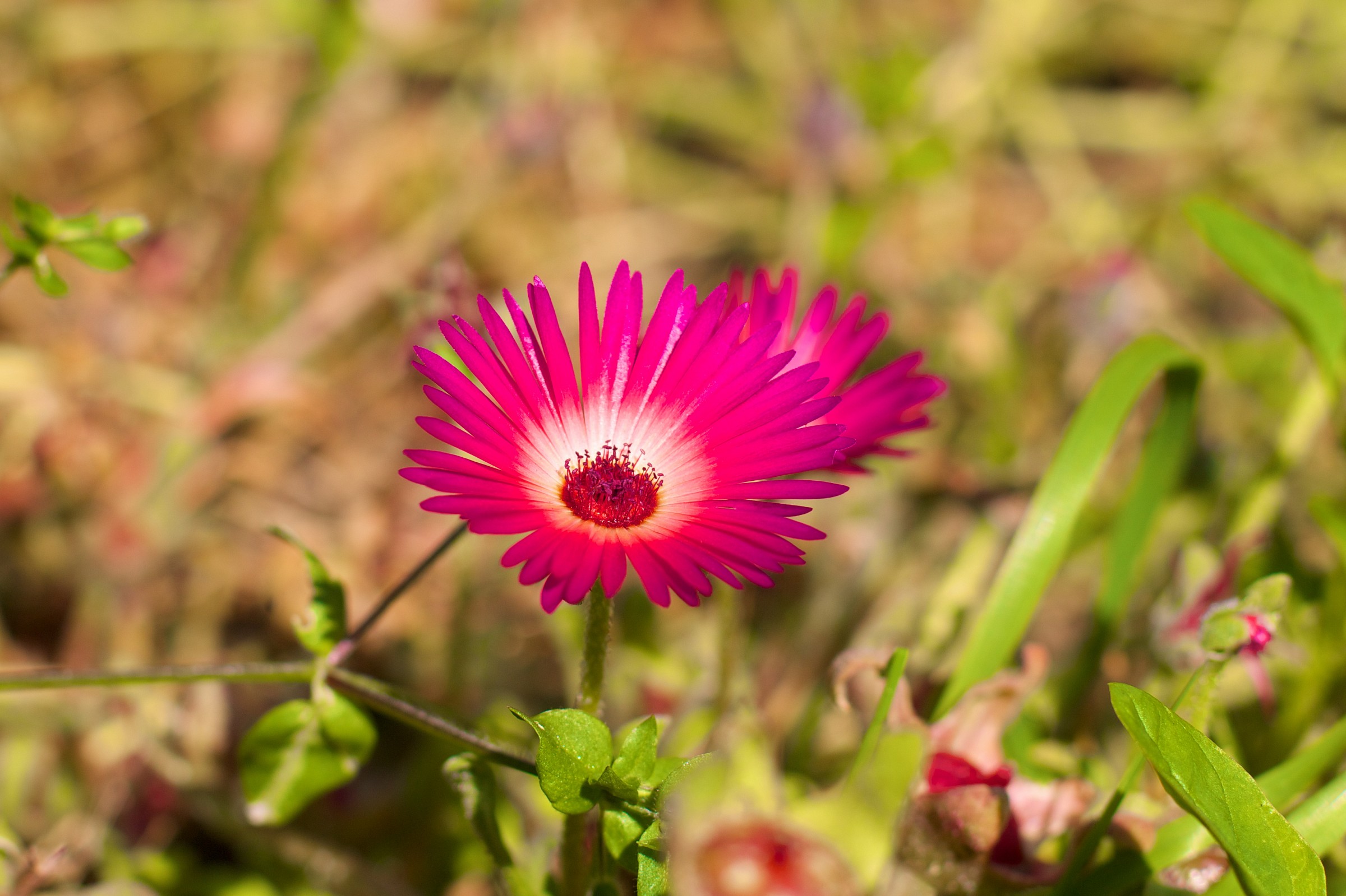 mountain flowers