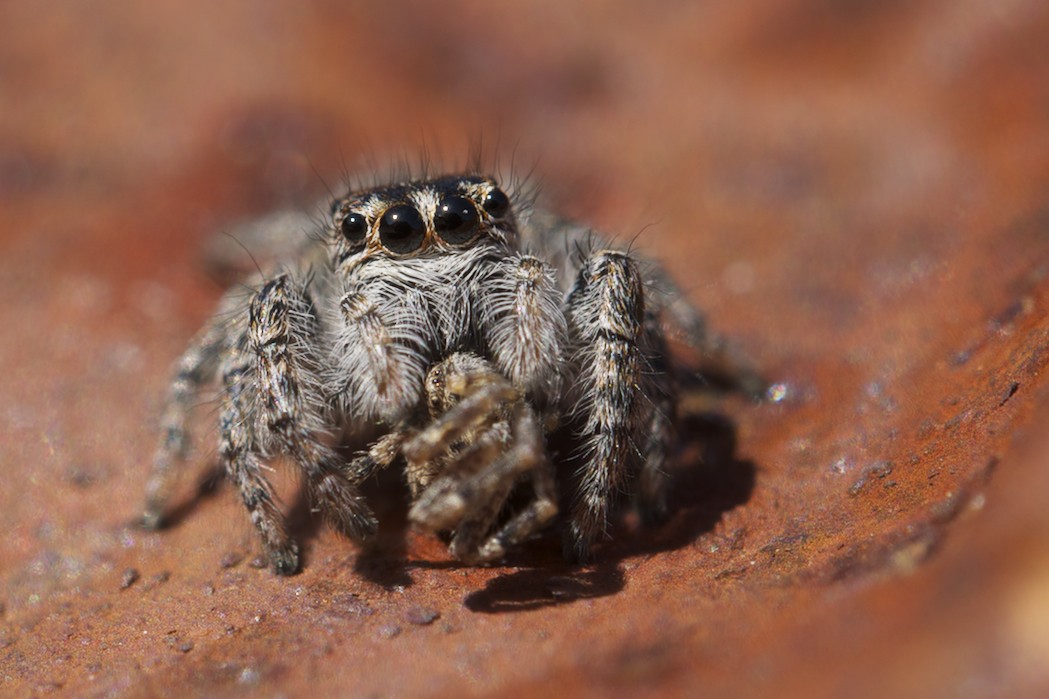 Salticidae: a poco a poco si mangia un altro più picc...