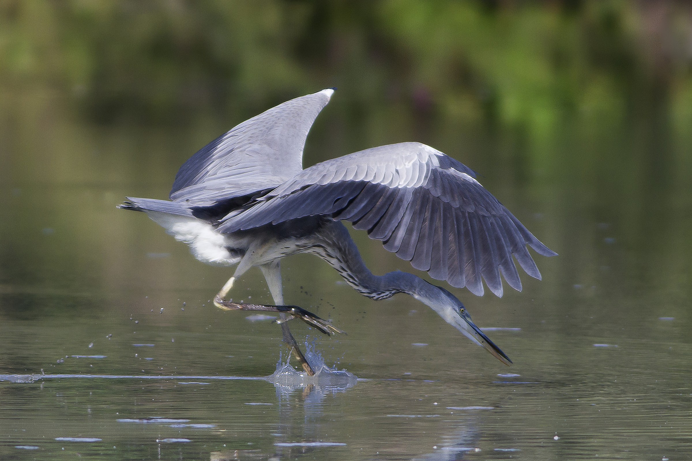 Giovane Airone ai primi tentativi di pesca