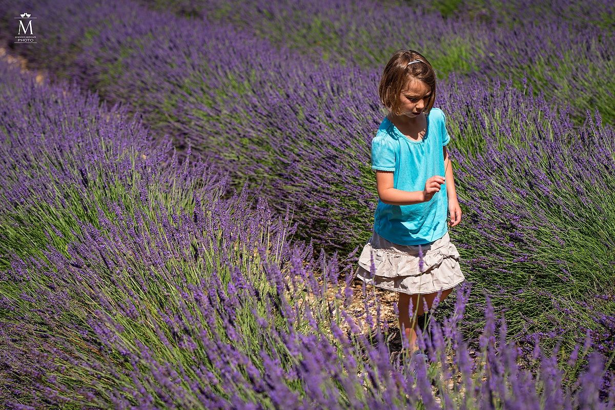 The Flower of Lavender.
