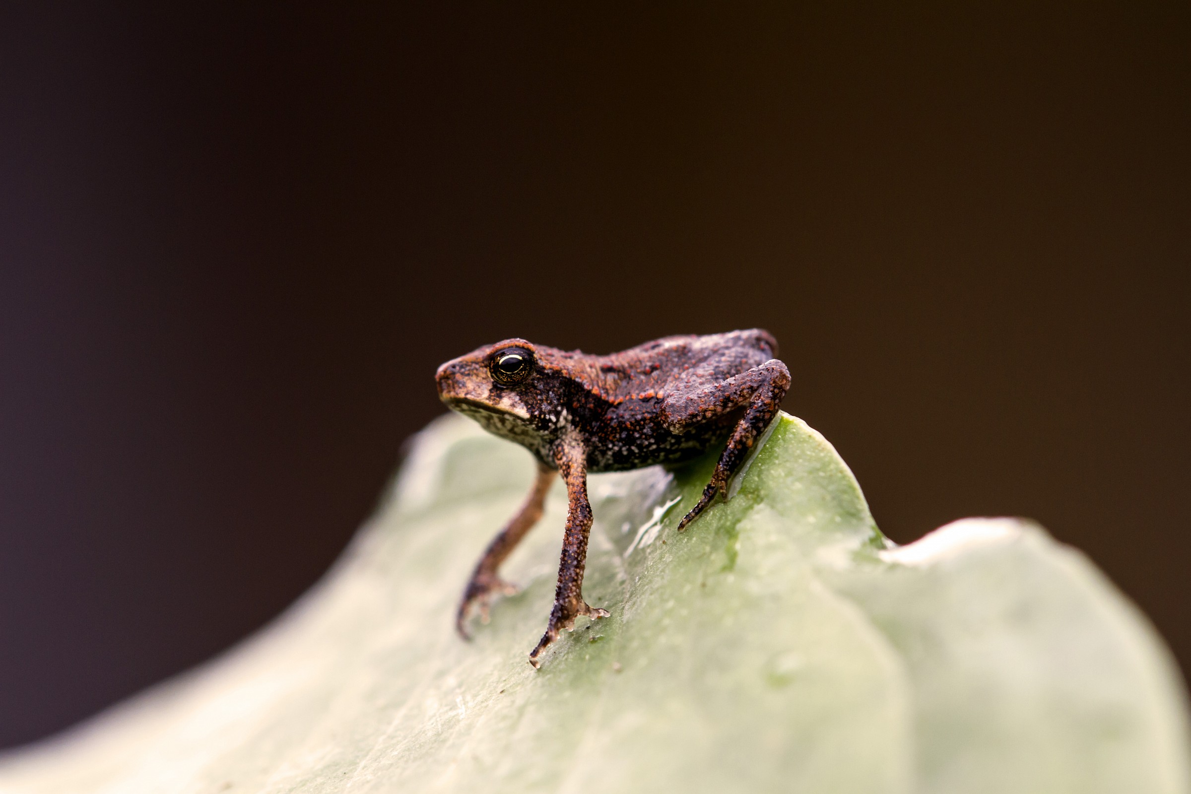 La piccolina (Brachycephalus)