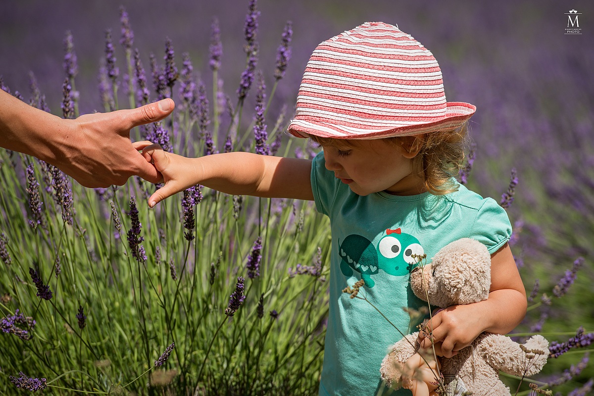 First Steps in lavender.