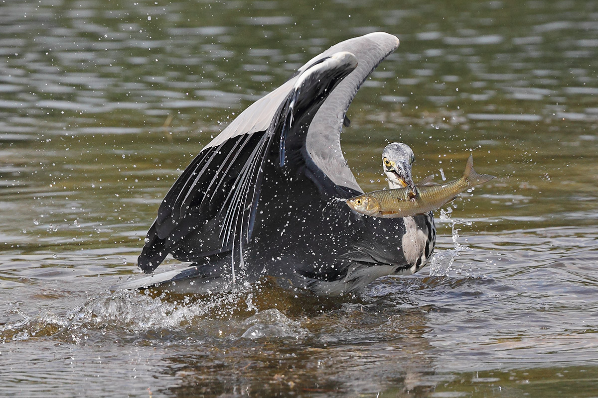 Heron fishing