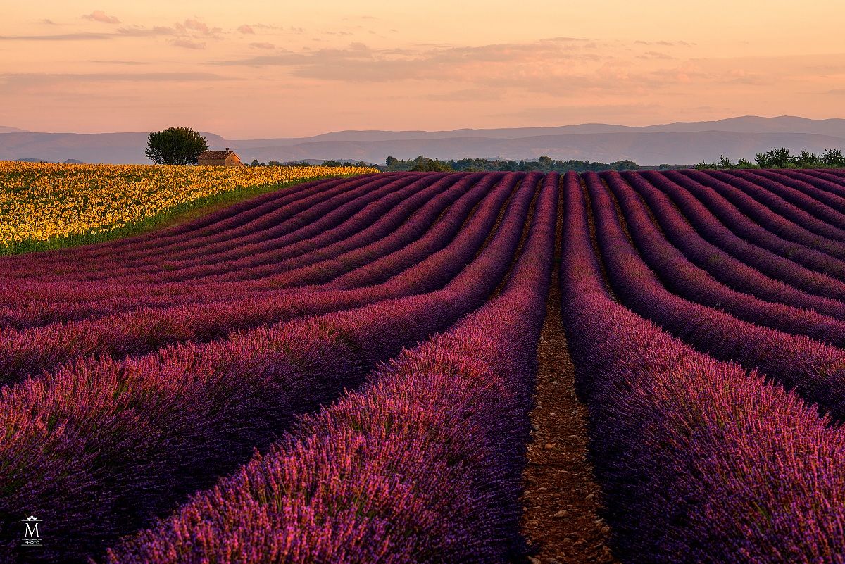 The Magic of Dawn between Sunflowers and Lavande.