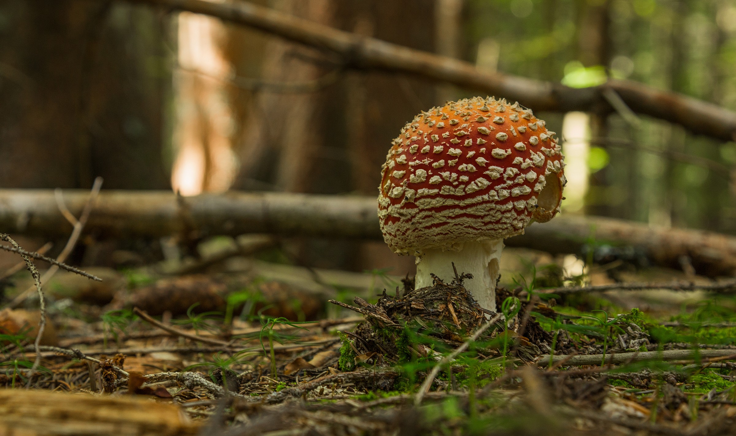Amanita muscaria