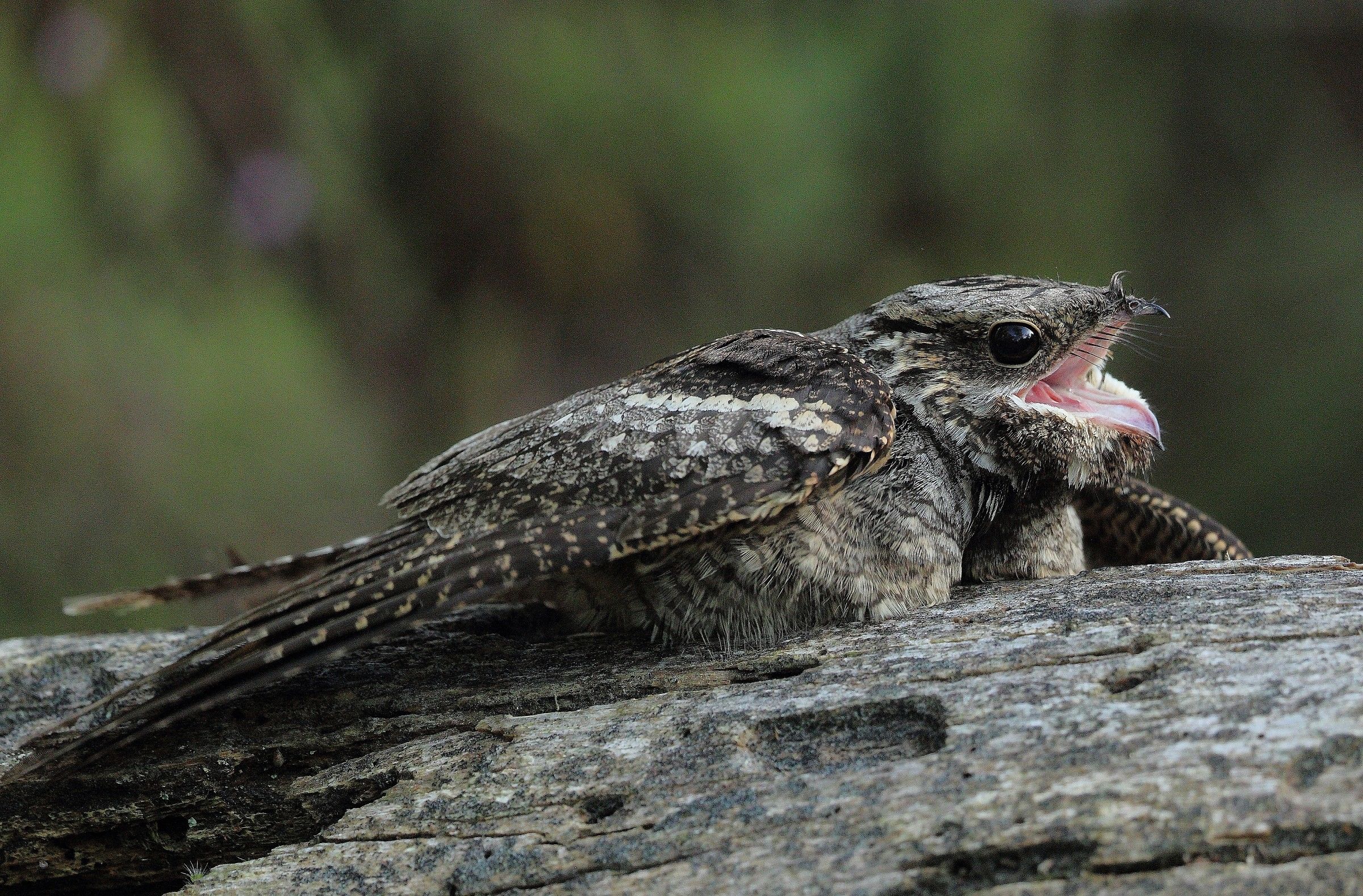 engoulevent d europe