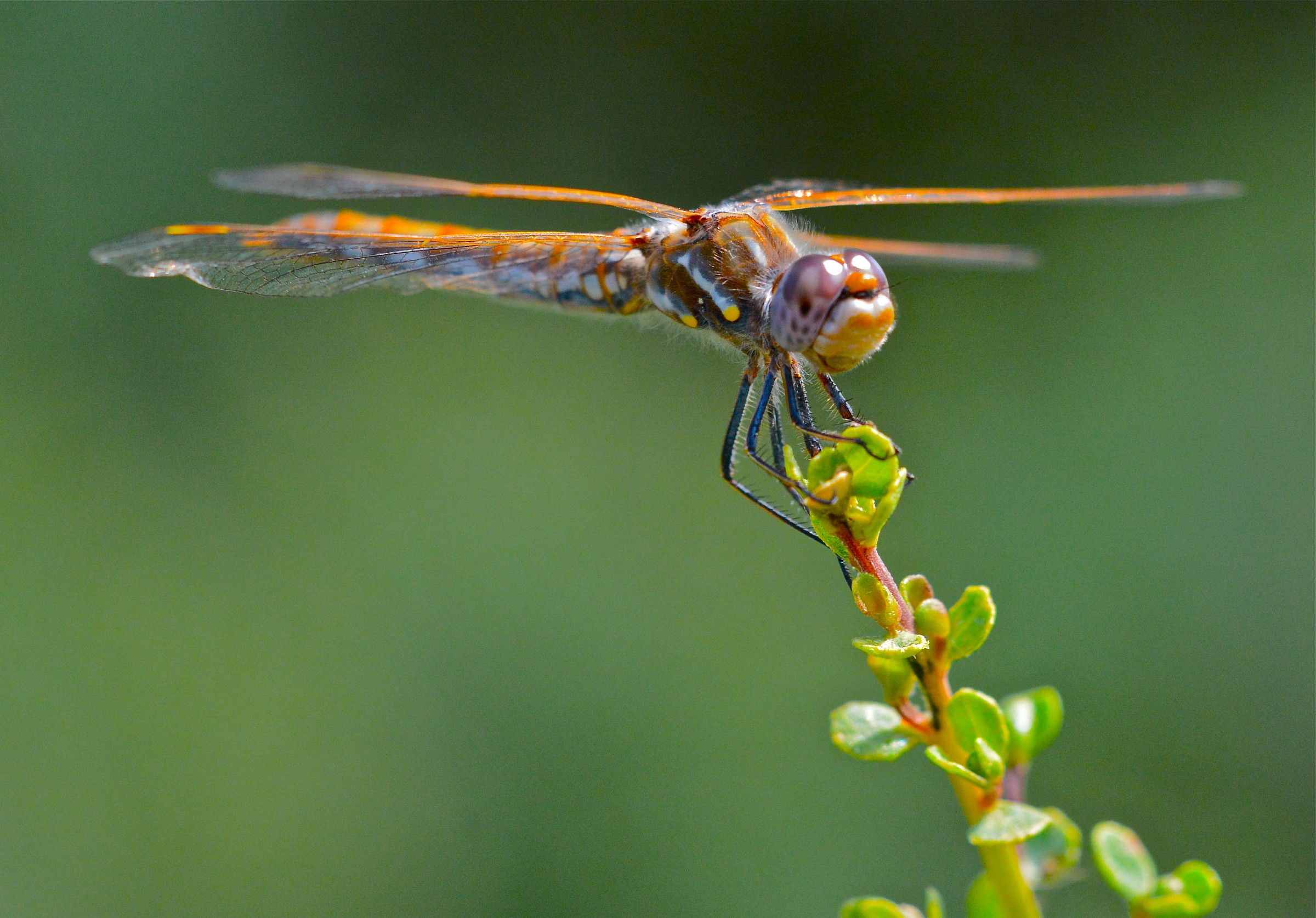 Femmina Variegato Meadowhawk libellula