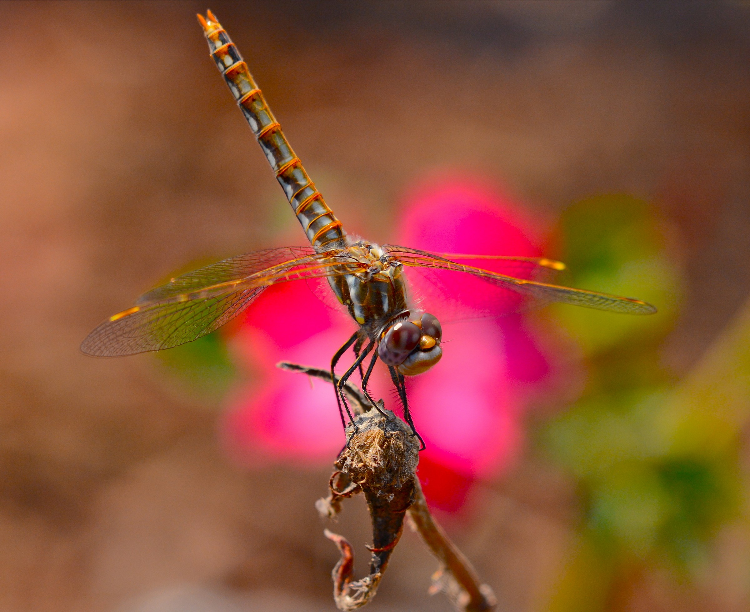 Femmina Variegato Meadowhawk libellula