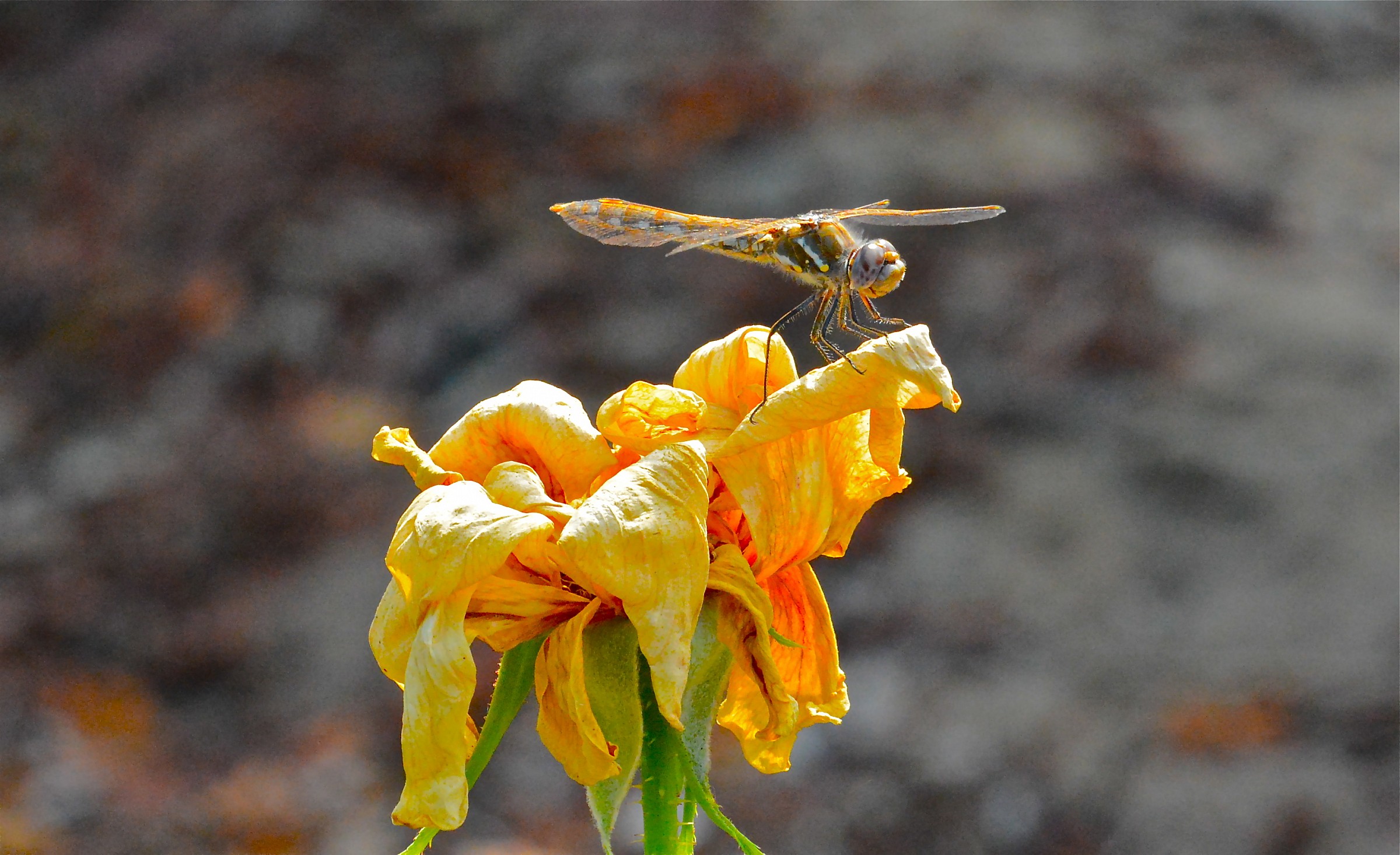 Femmina Variegato Meadowhawk libellula