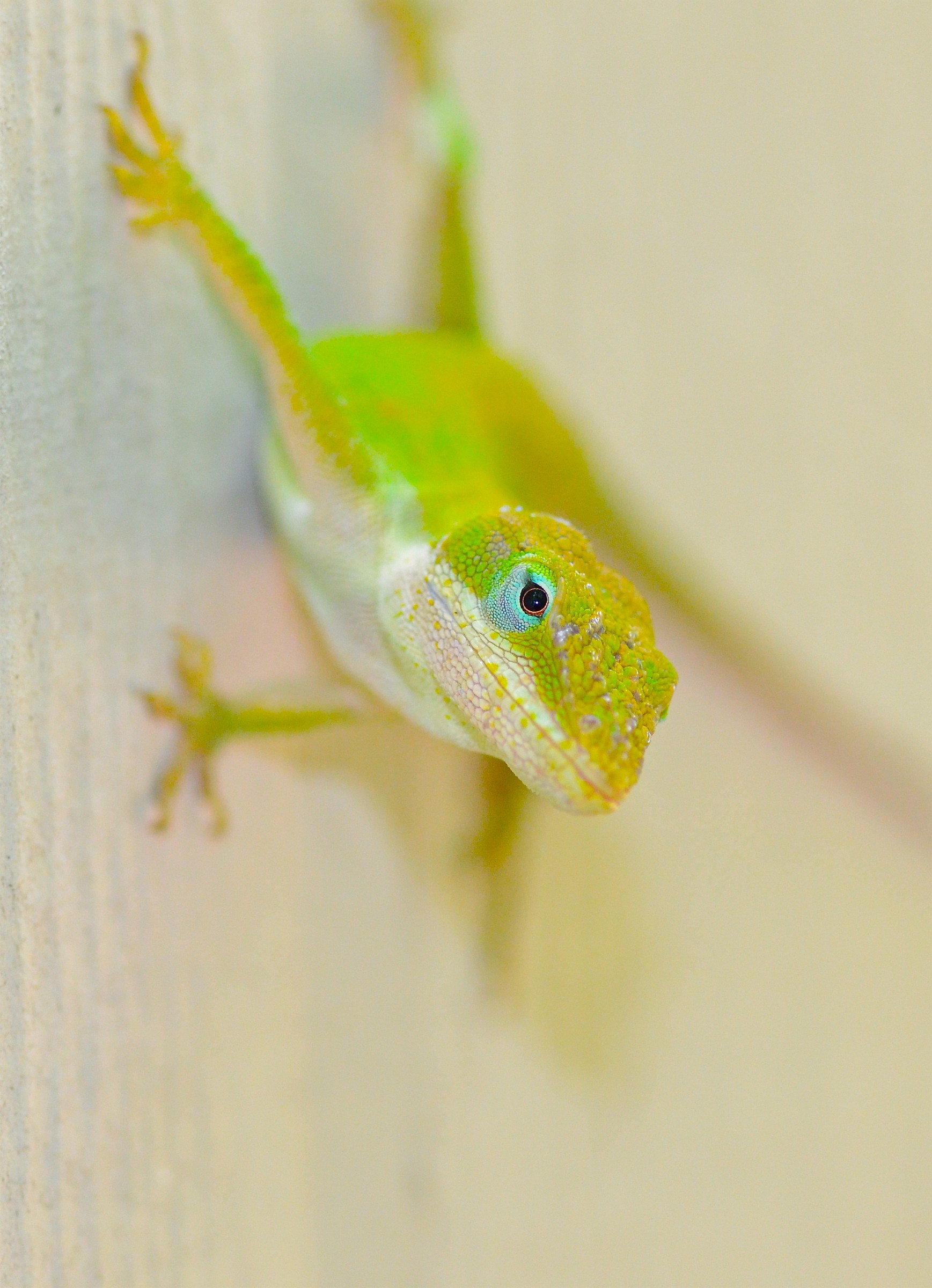 Verde Anole lizard