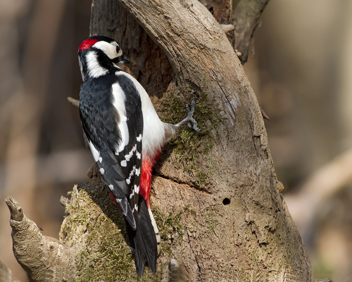 picchio rosso maggiore
