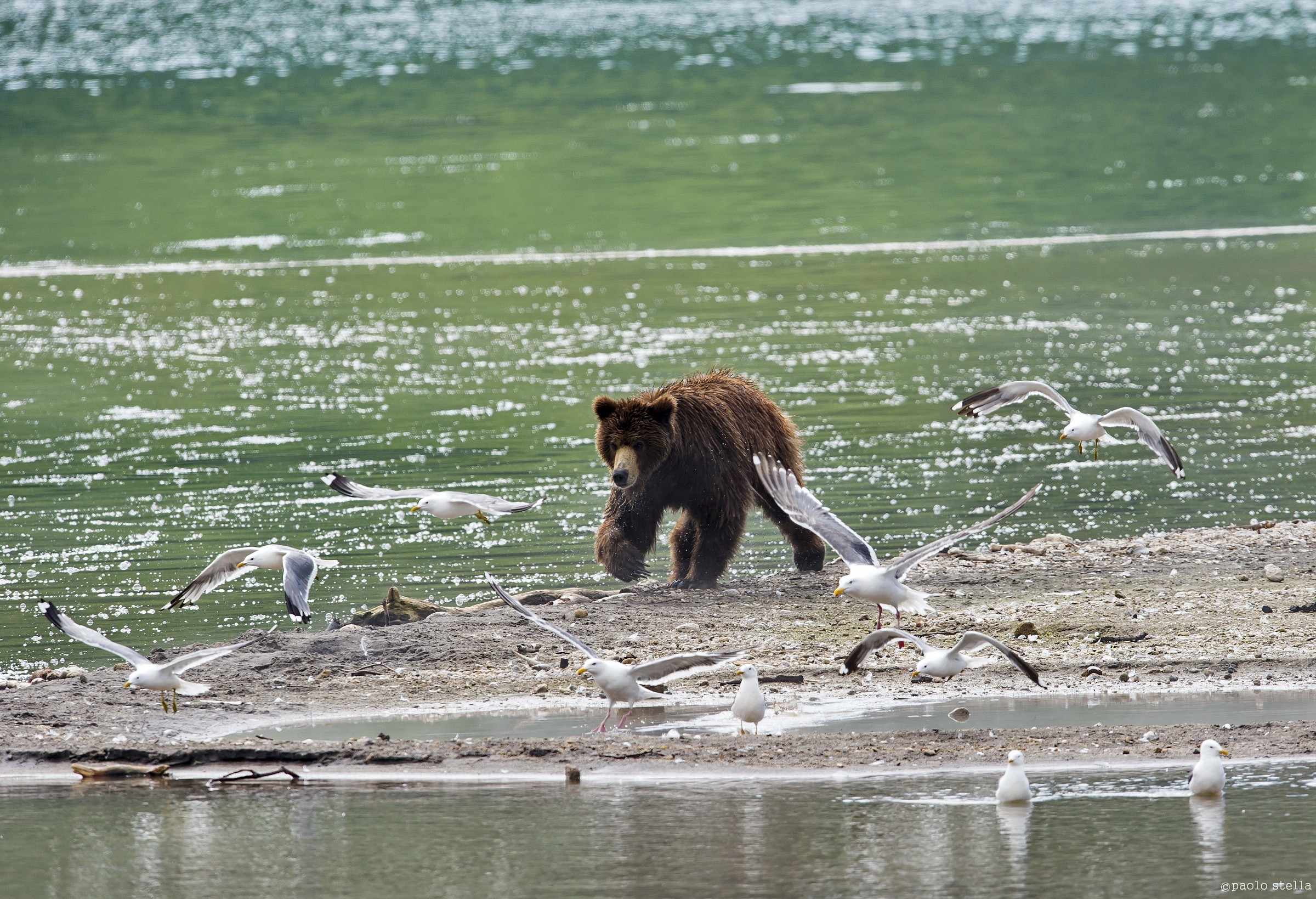 the bear and the seagulls