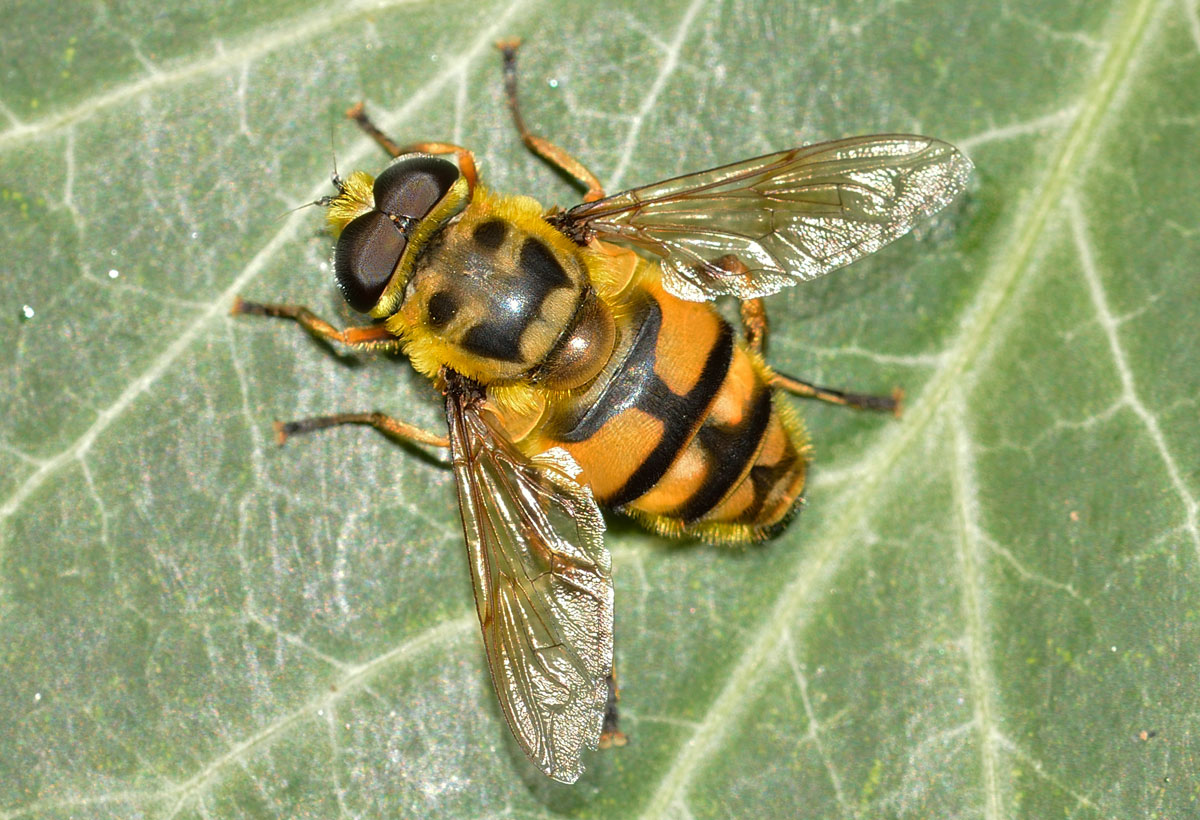 Myathropa florea