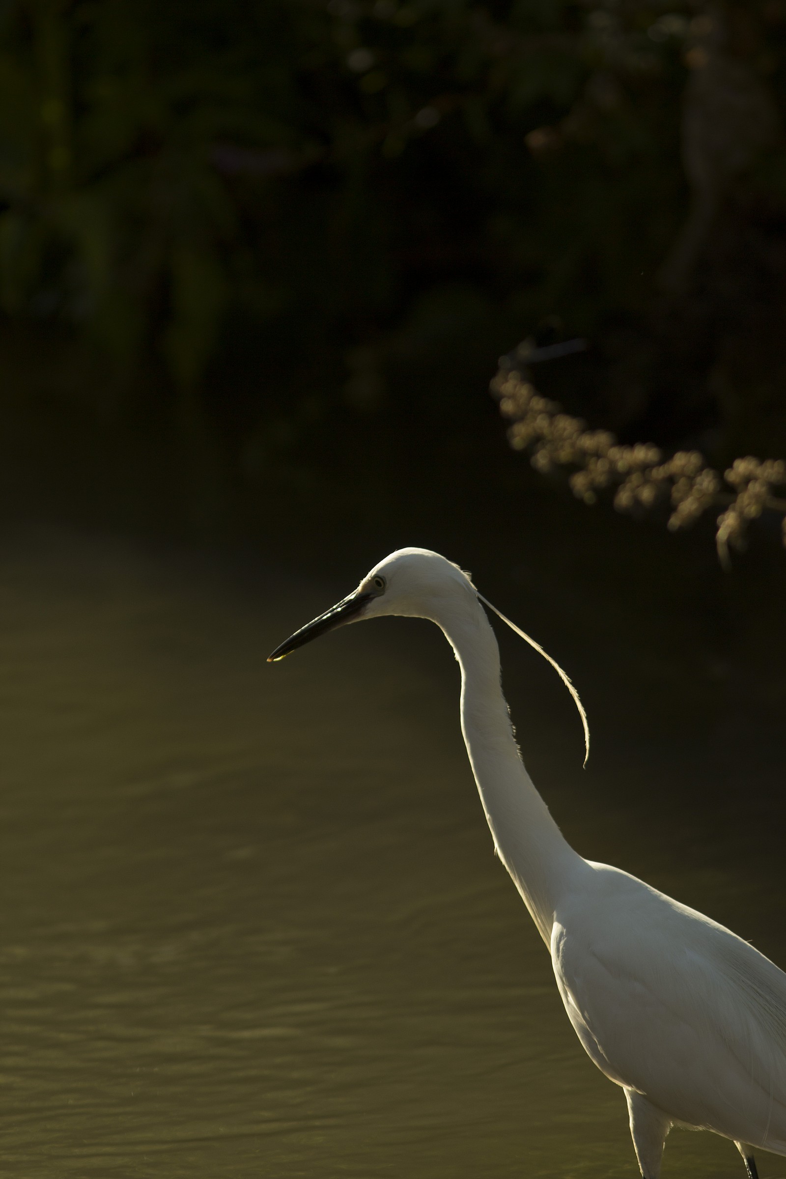 Egret in backlight at sunset