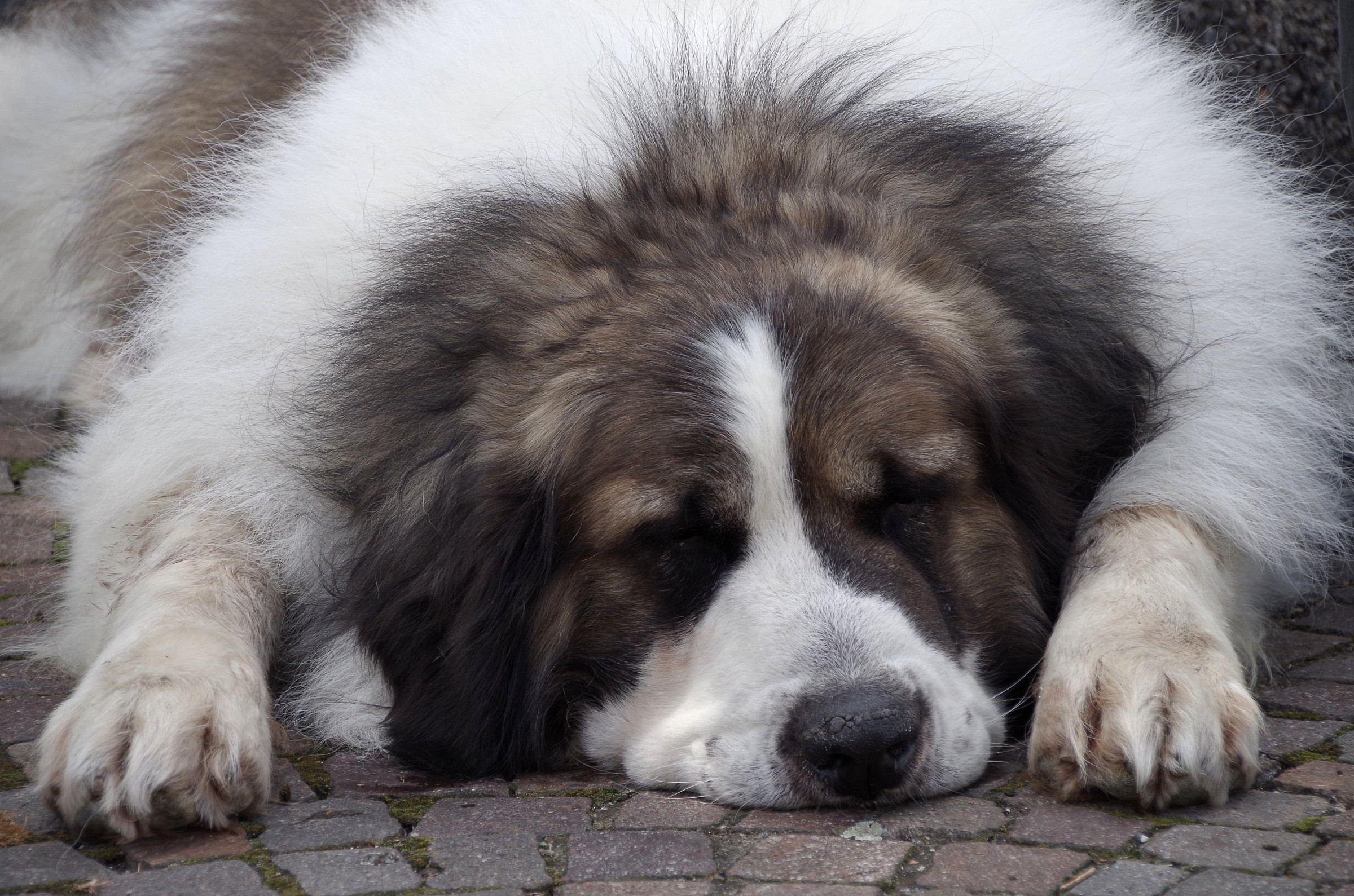 I am a ... Hound of the Pyrenees and weight 90kg