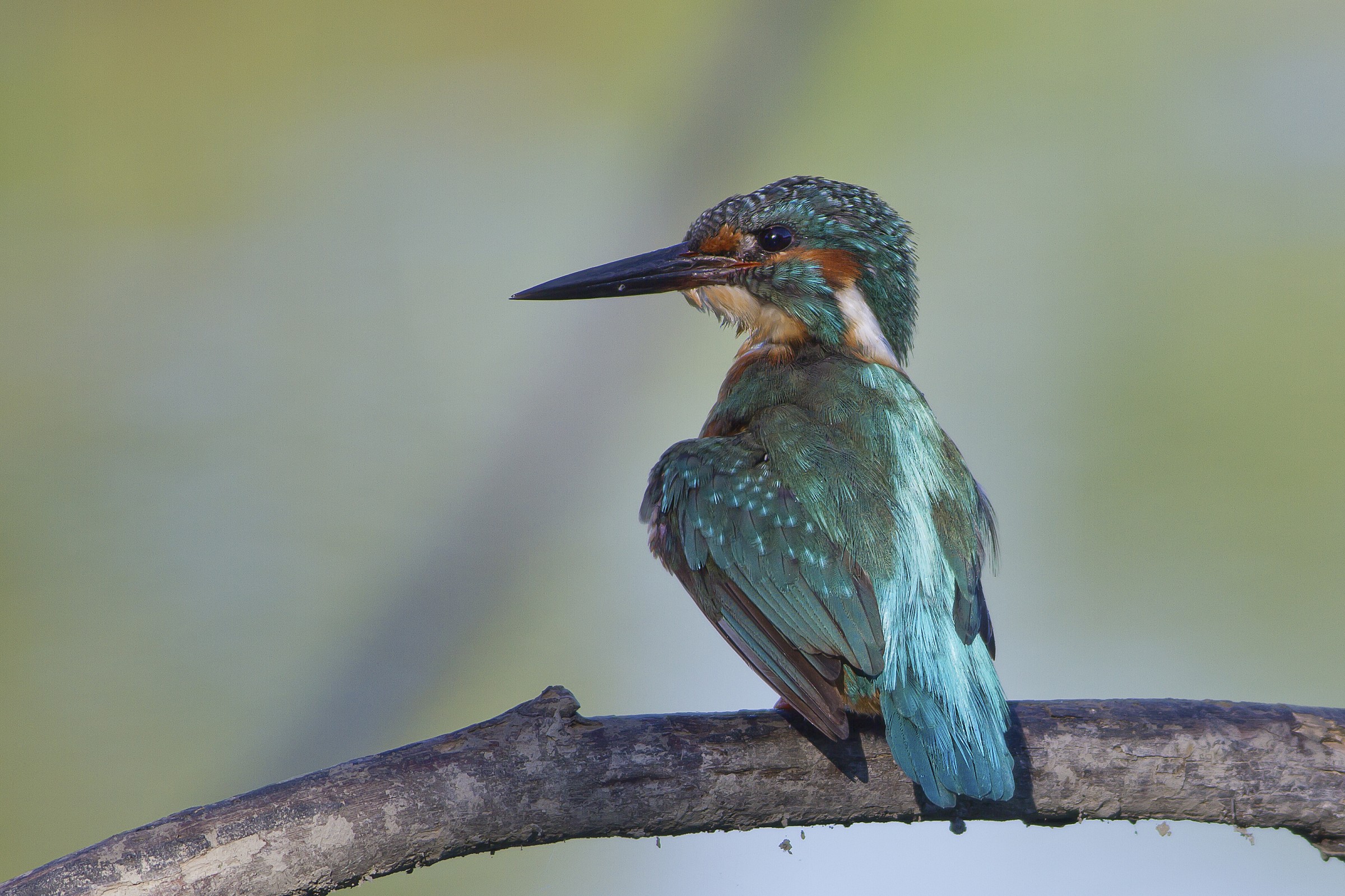 Martin pecatore (maschio)