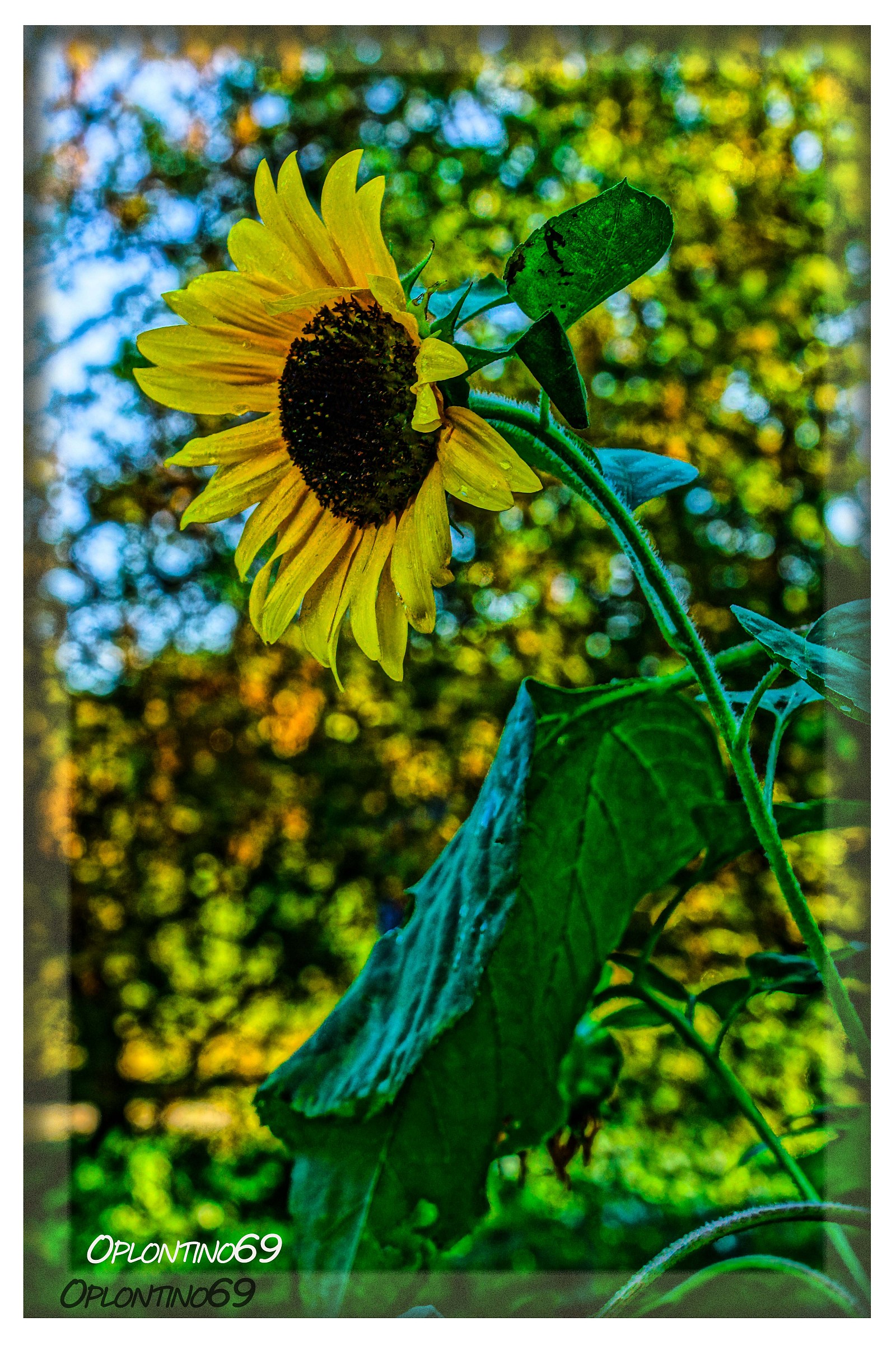 girasole2