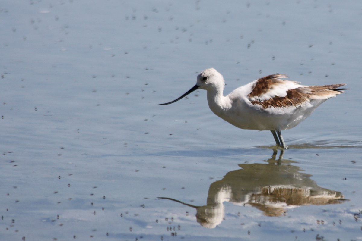 Avocet