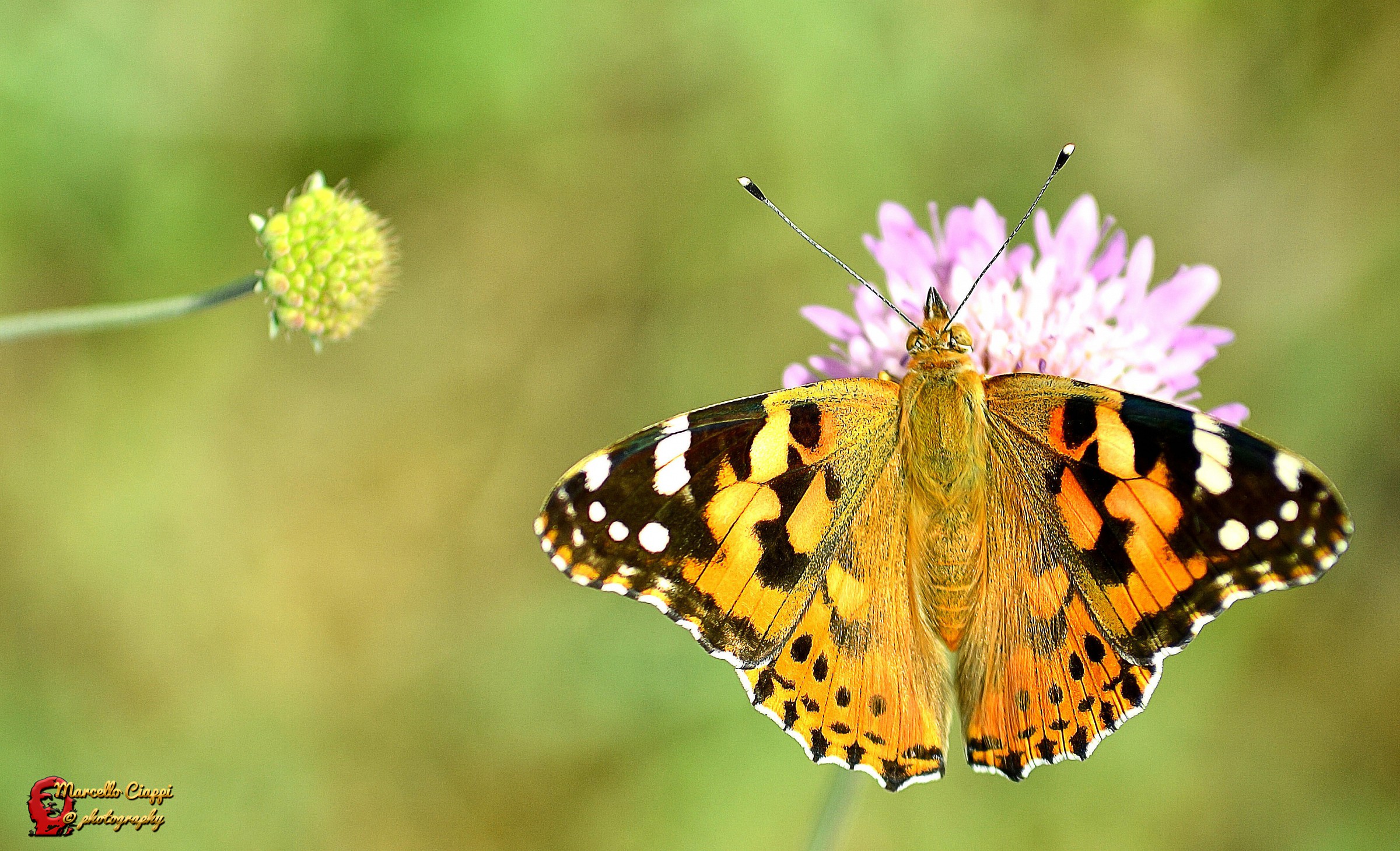 Vanessa cardui
