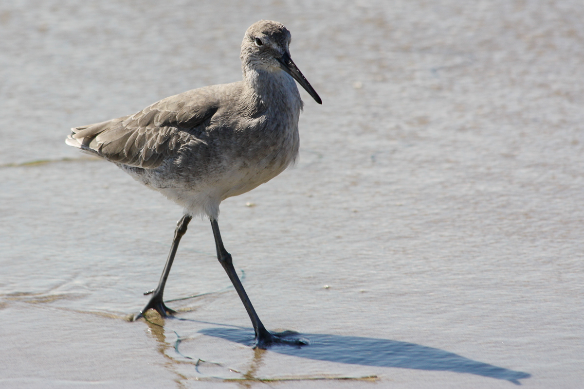 Willet (Catoptrophorus semipalmatus)
