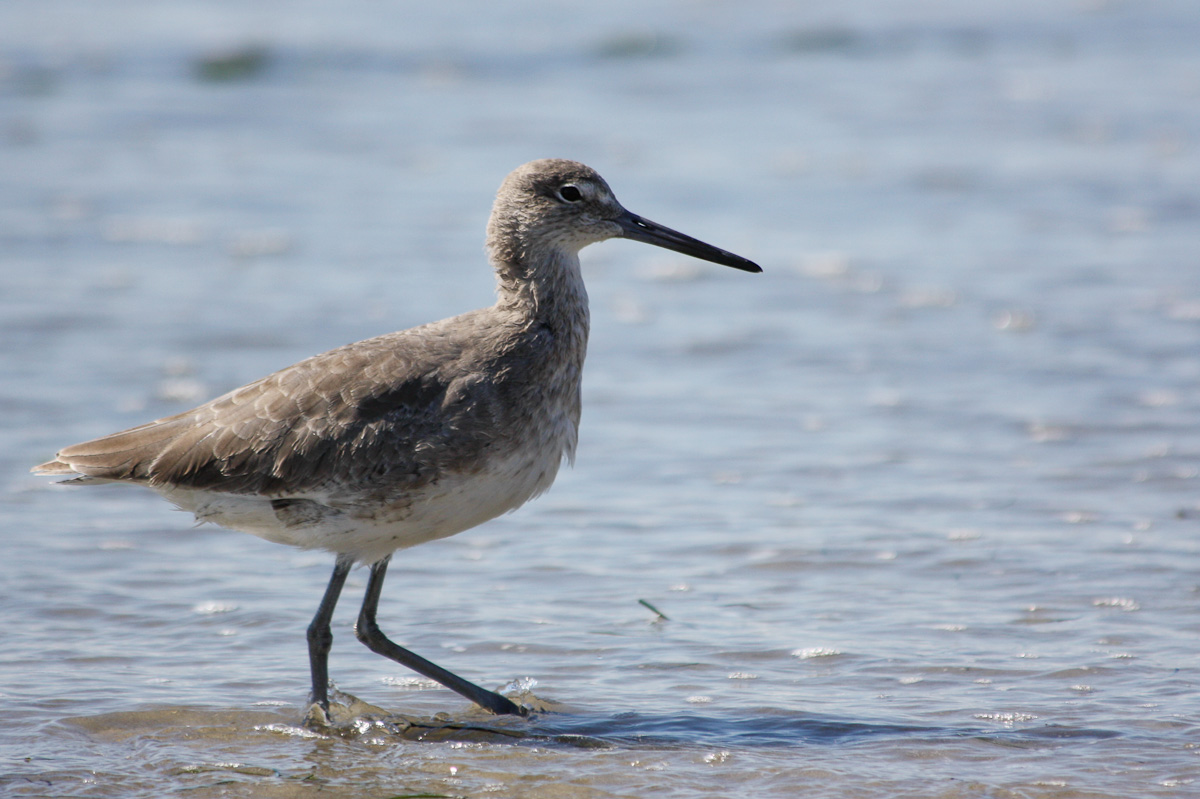 Willet (Catoptrophorus semipalmatus)