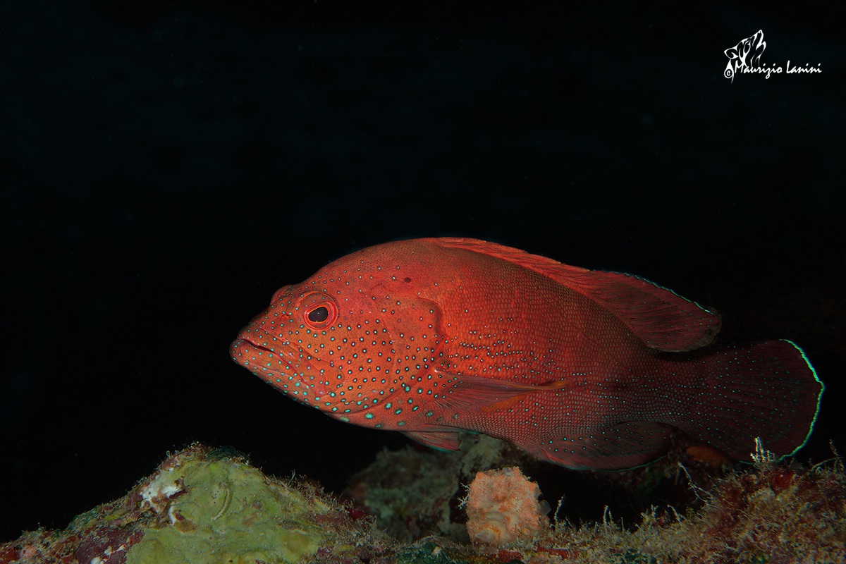 Red grouper