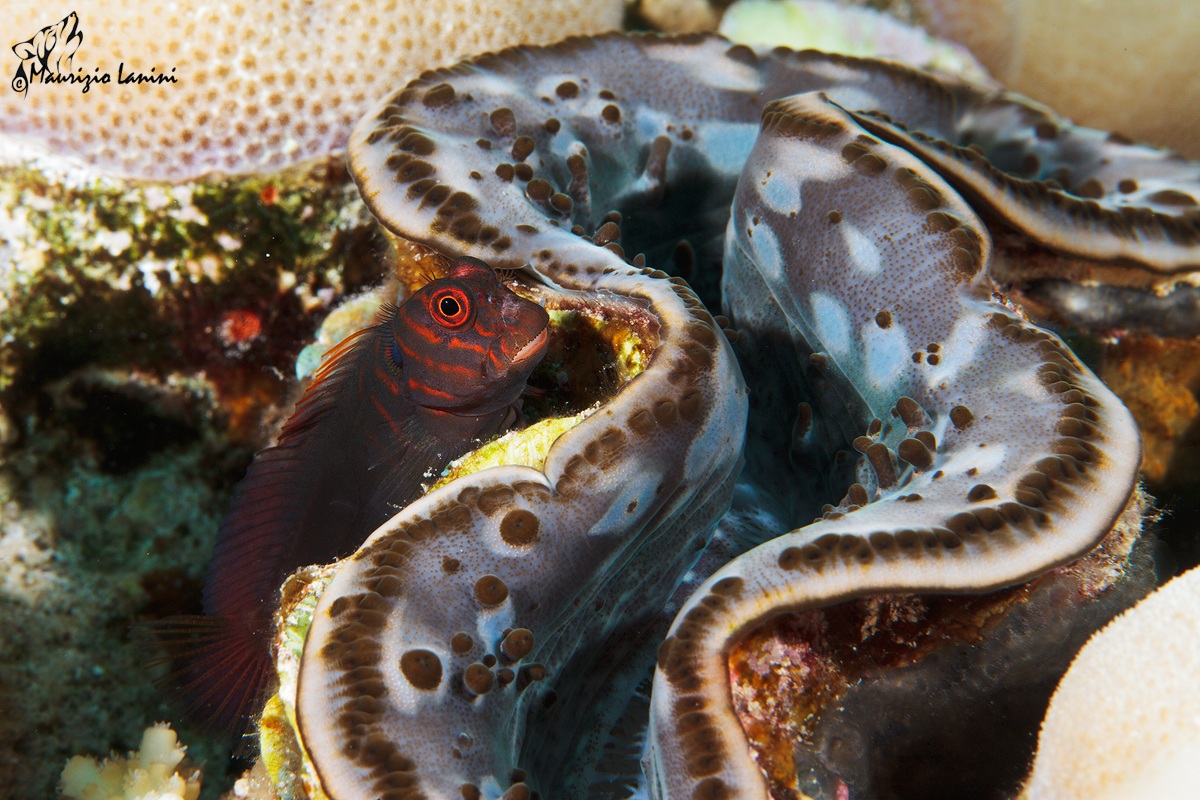 If you get close unleashed the tridacna