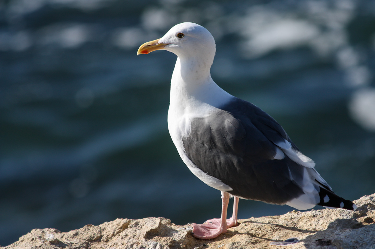 Herring Gulls