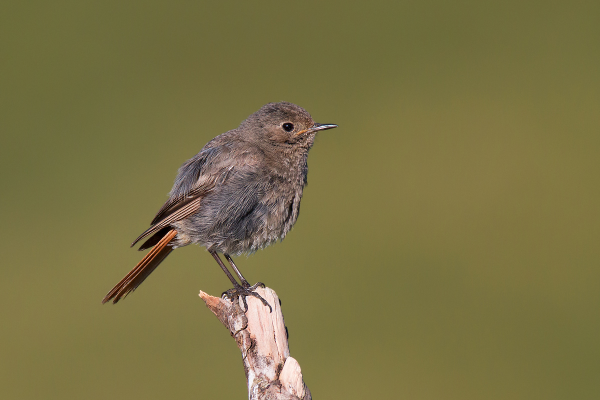 Codirosso spazzacamino juv.