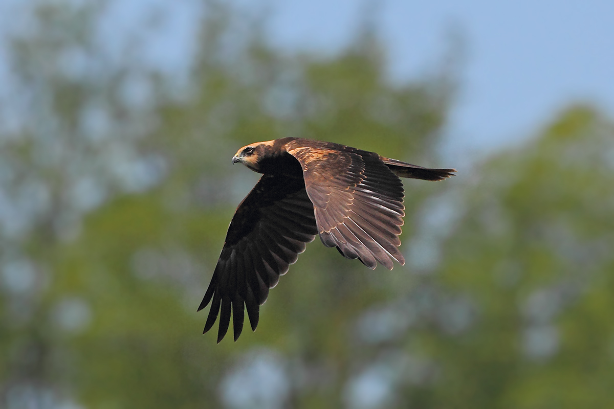 Marsh Harrier