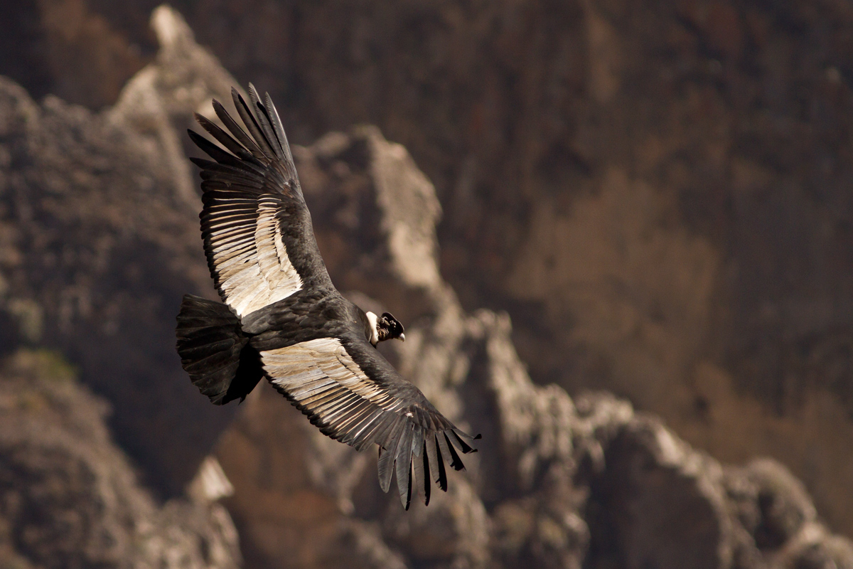 Condor of the Andes