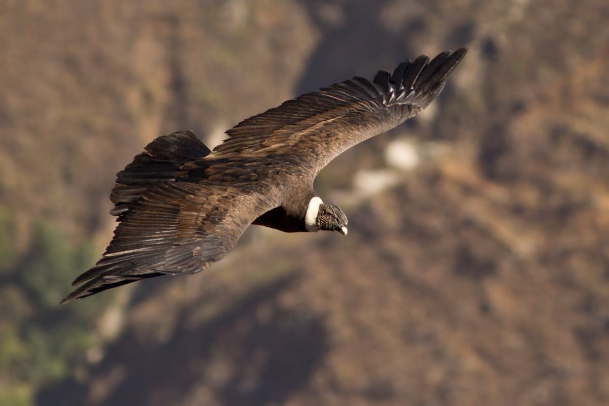 Condor of the Andes