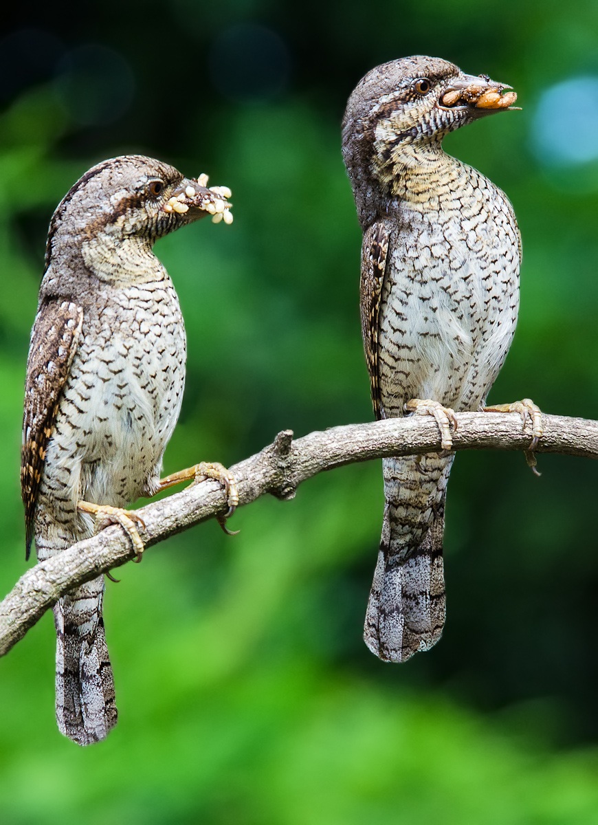 Coppia di torcicollo