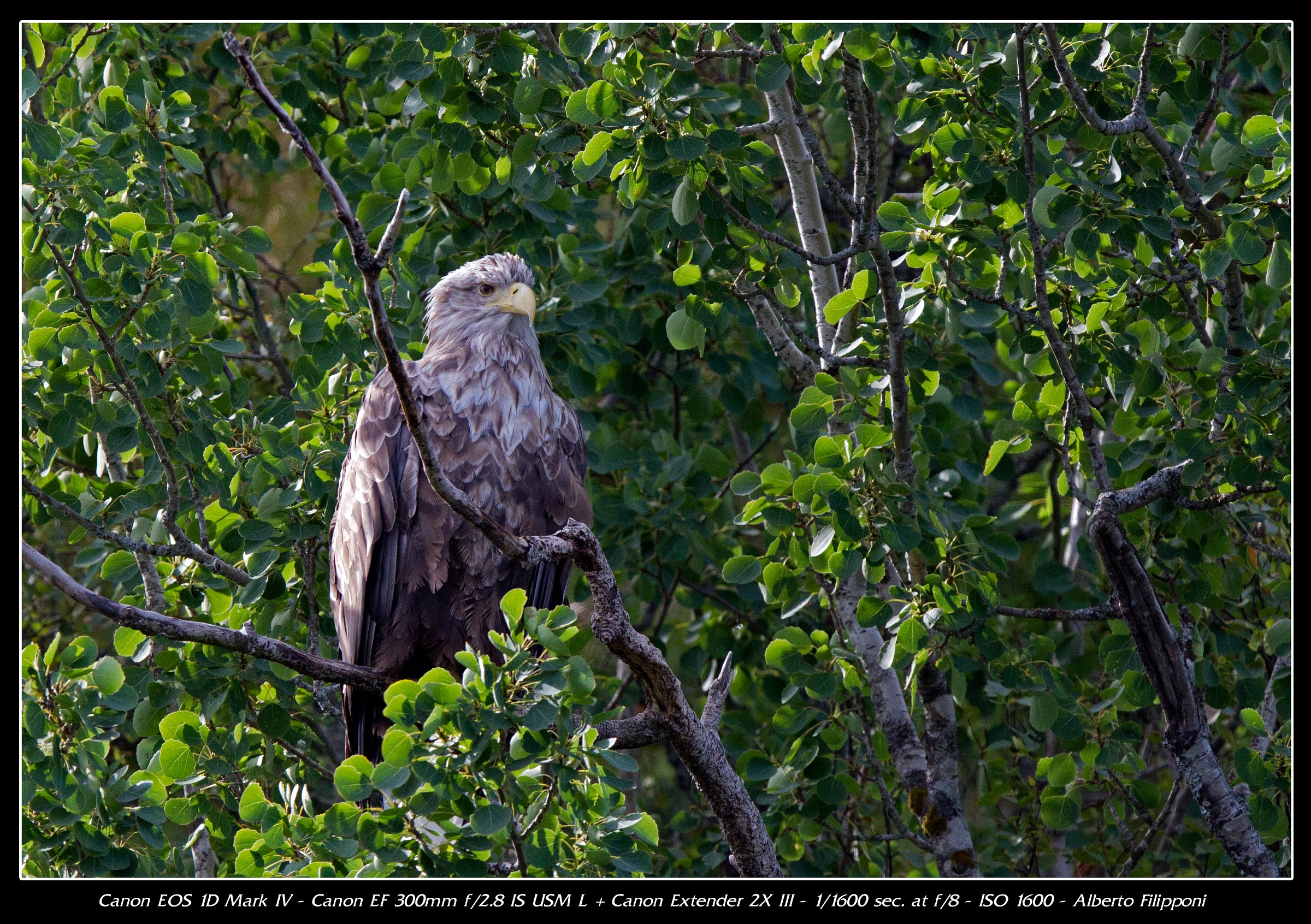 Sea Eagle - Norway