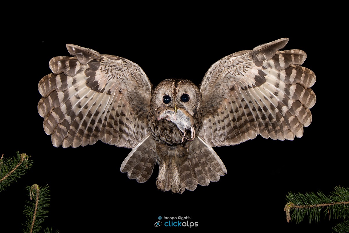 l'abbraccio | Strix aluco