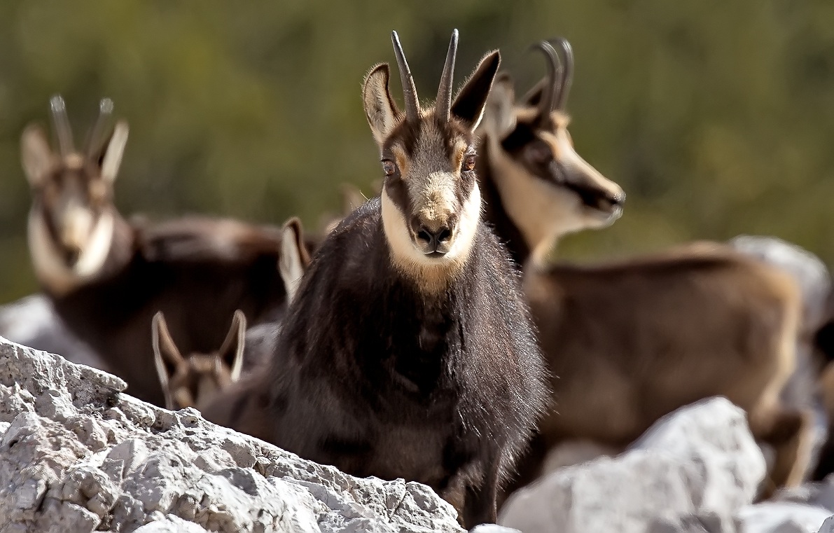 Chamois