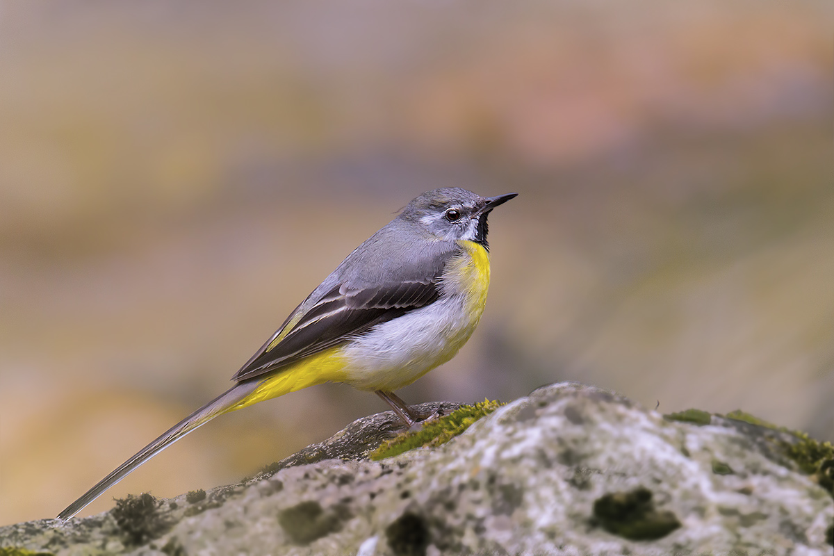 Wagtail