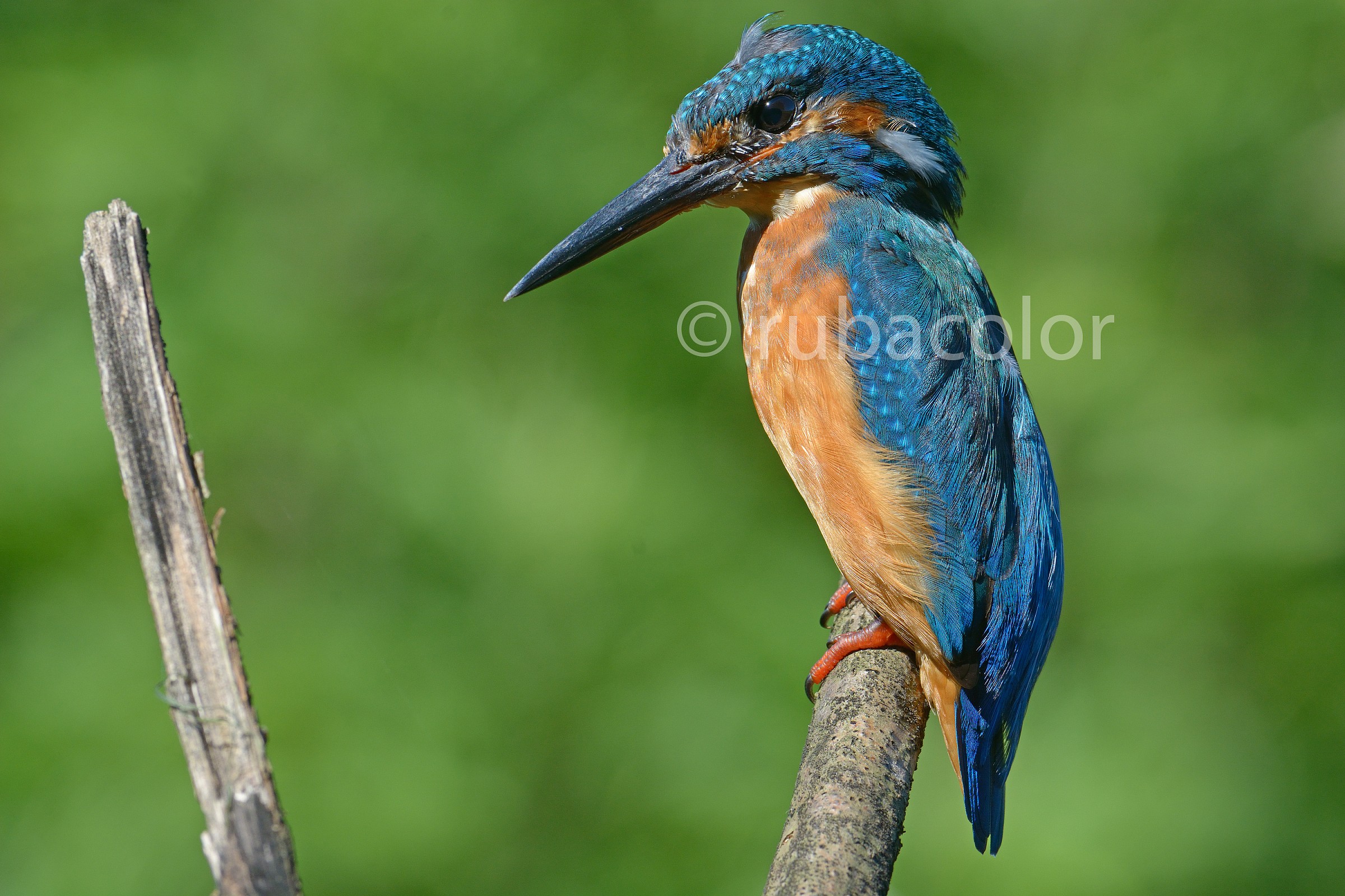 Quel brutto anatroccolo di martino in muta