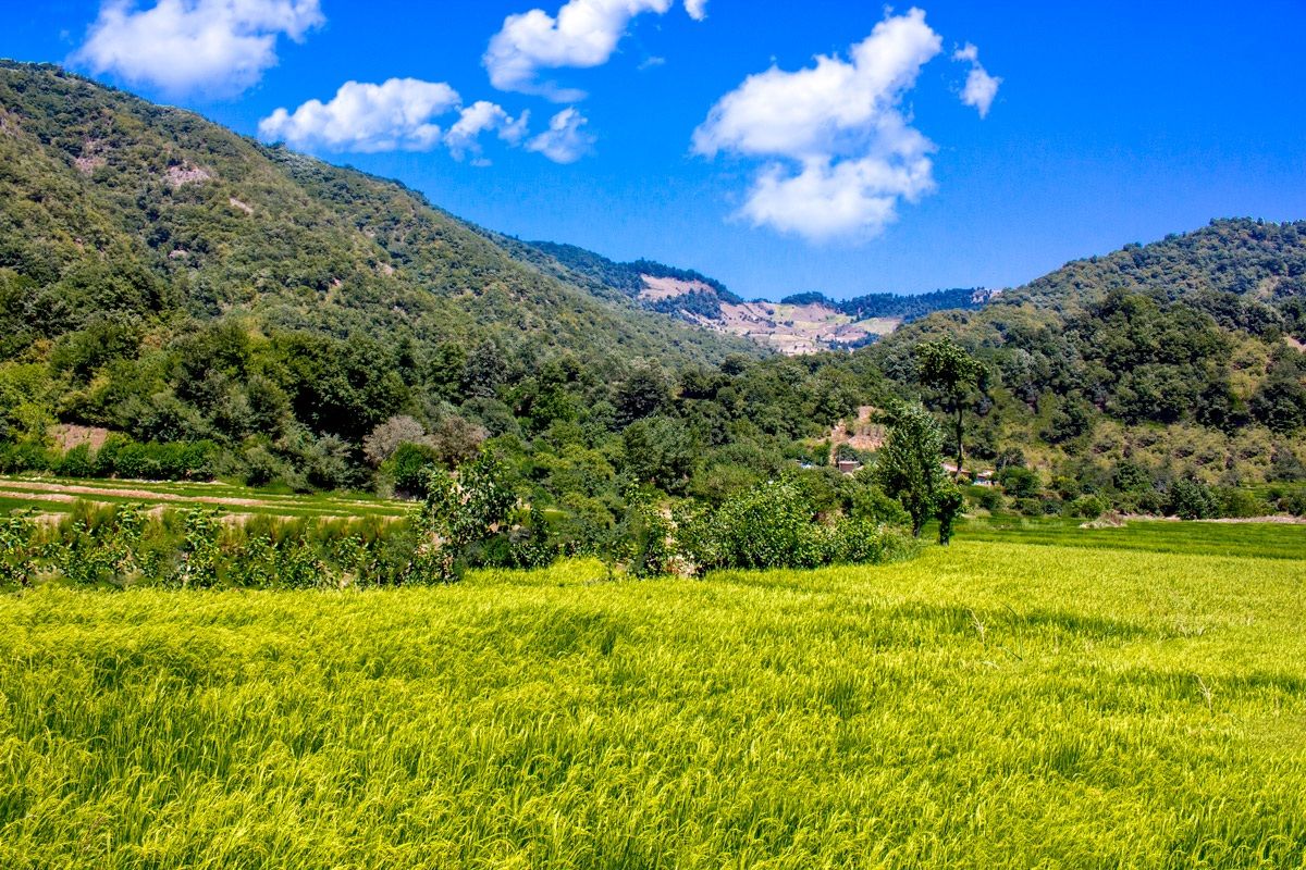 40 chay! minodasht 'Iran