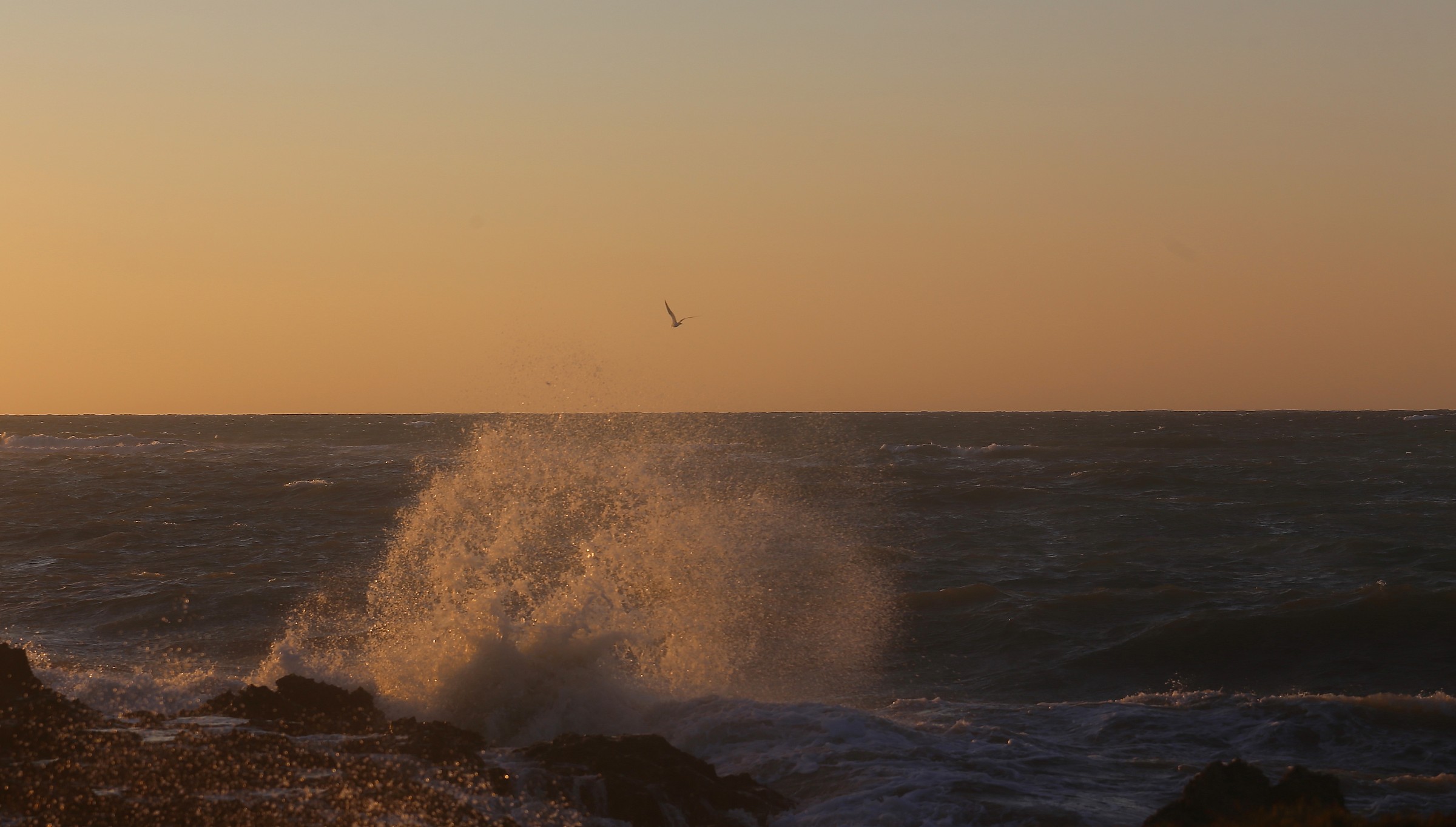 in flight over the waves