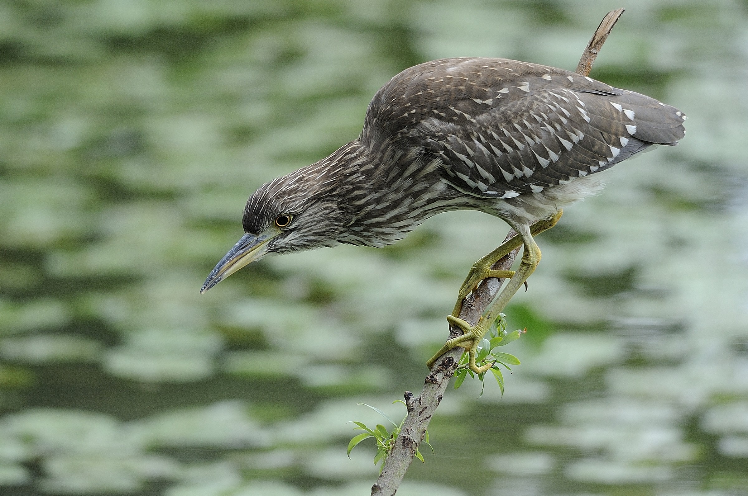 Night Heron